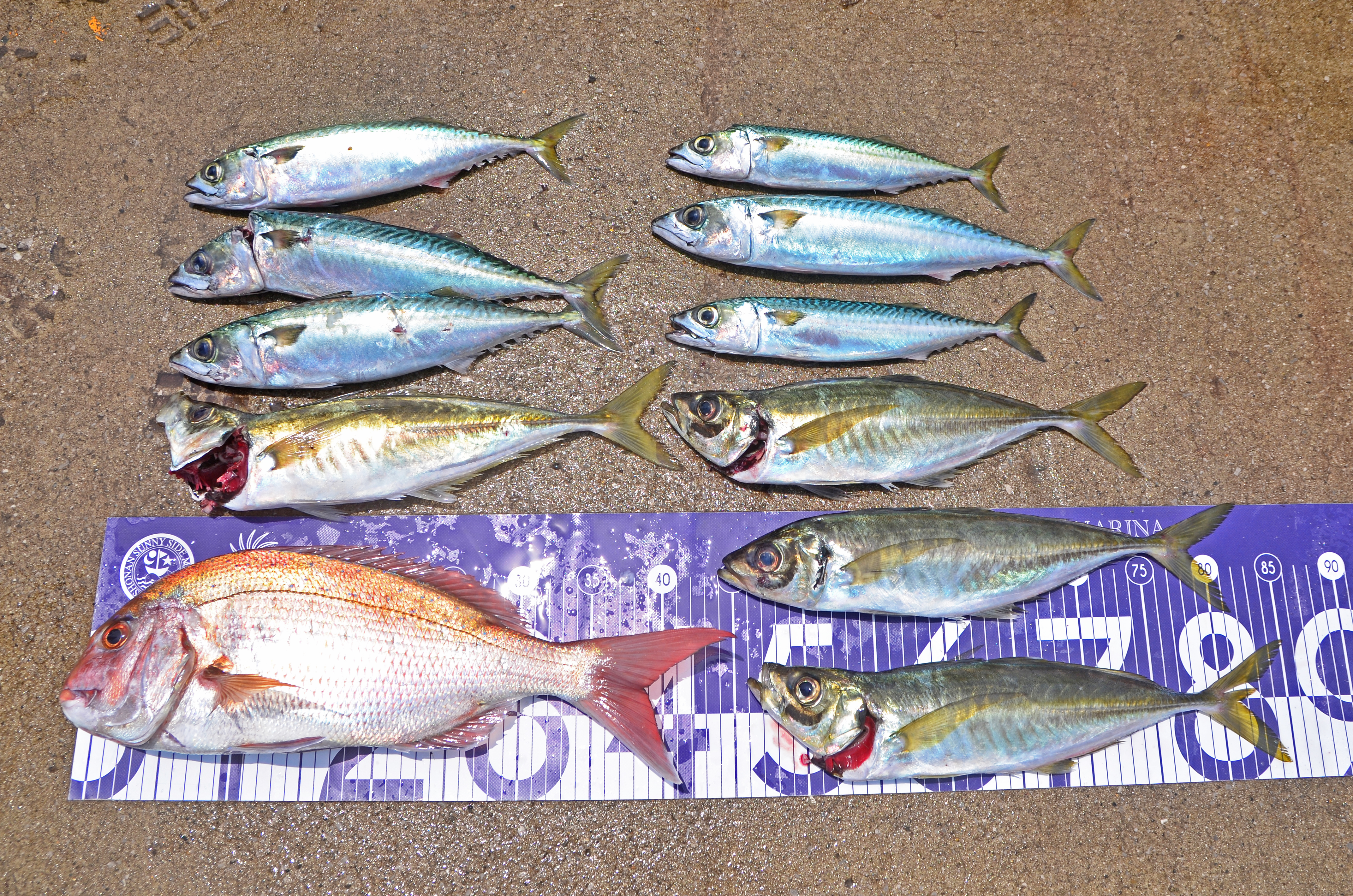 ✿マダイ・アジ・サバ✿