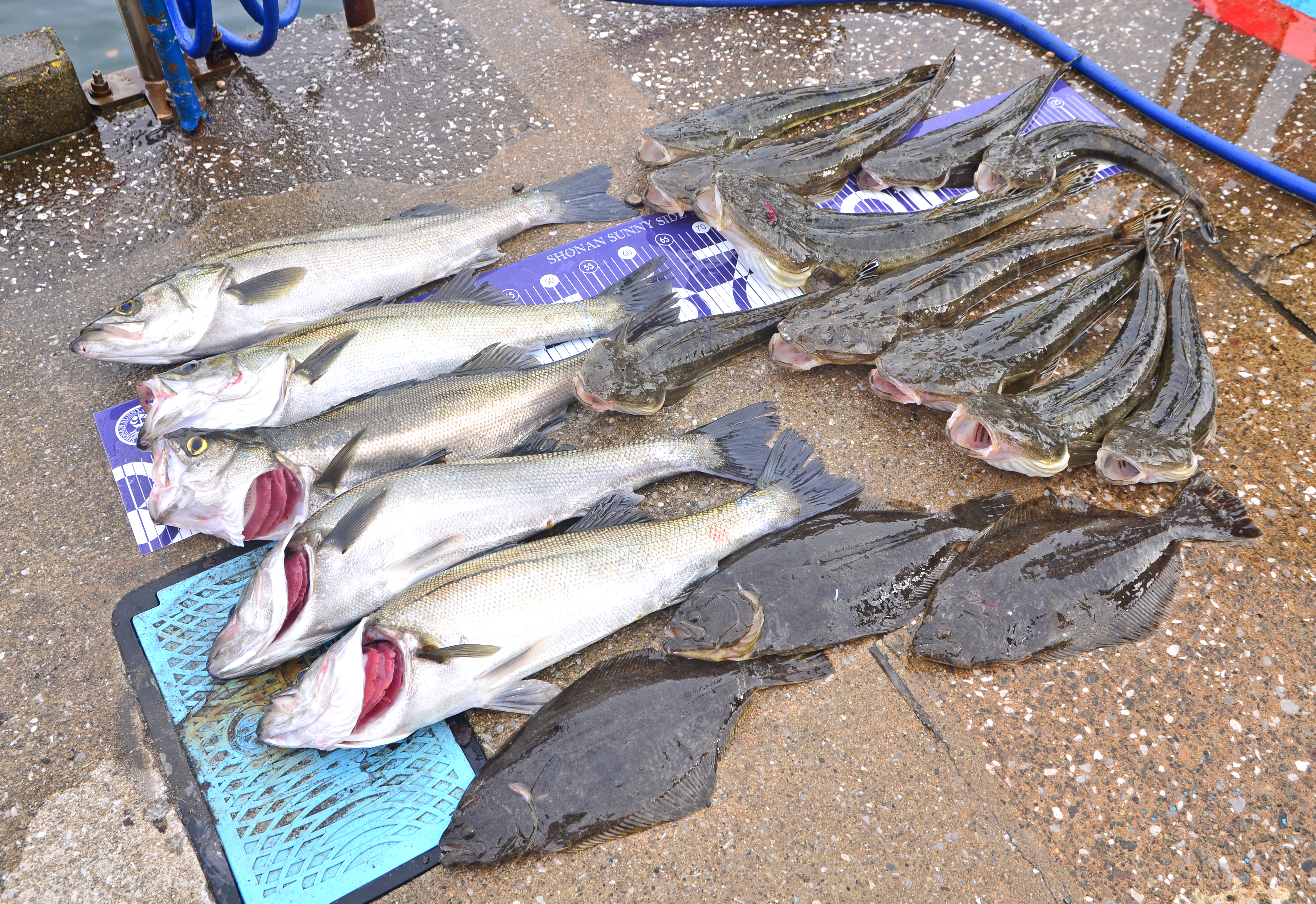 ✿シーバス・マゴチ・ヒラメ✿