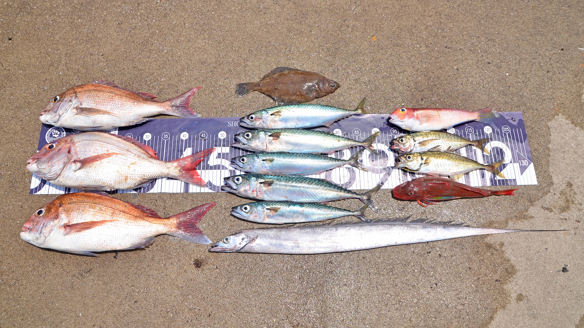 ✿マダイ・タチウオ・アジ・アマダイ・ホウボウ・カレイ・サバ✿