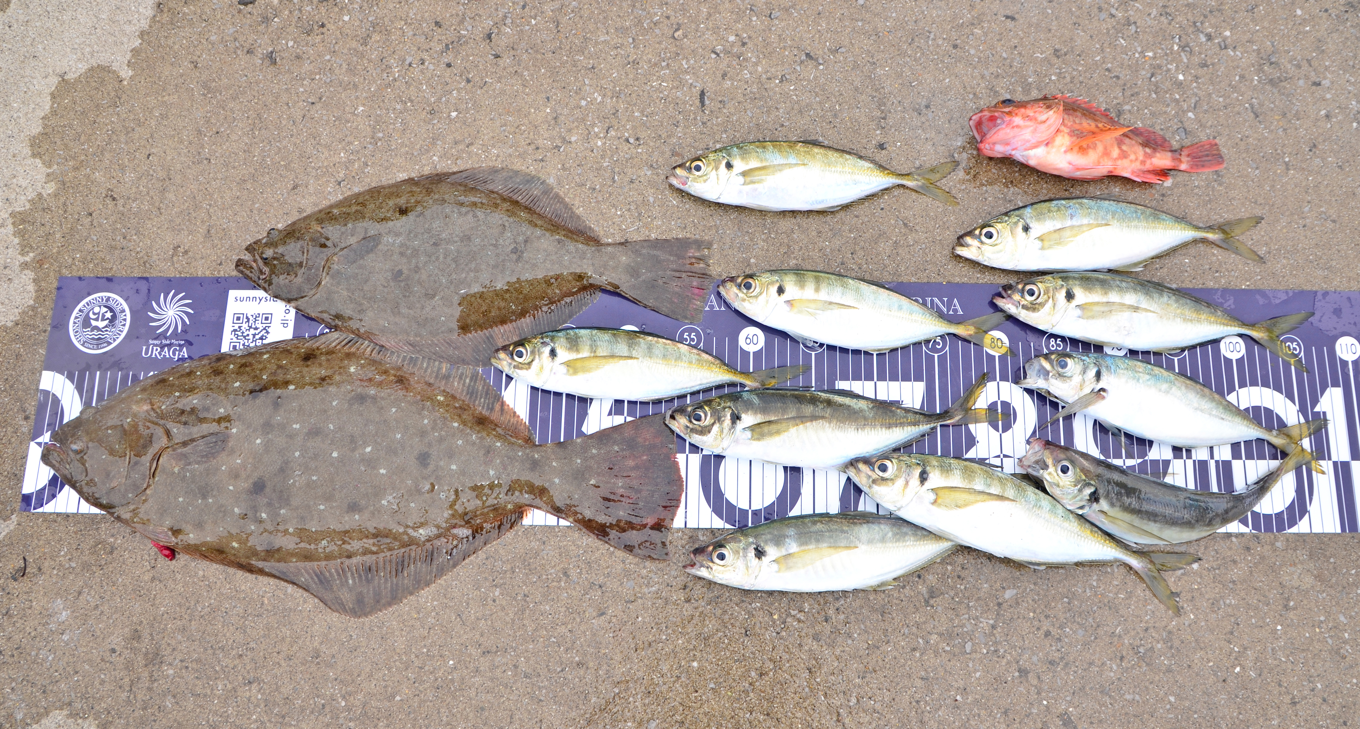 ✿ヒラメ・アジ・カサゴ✿