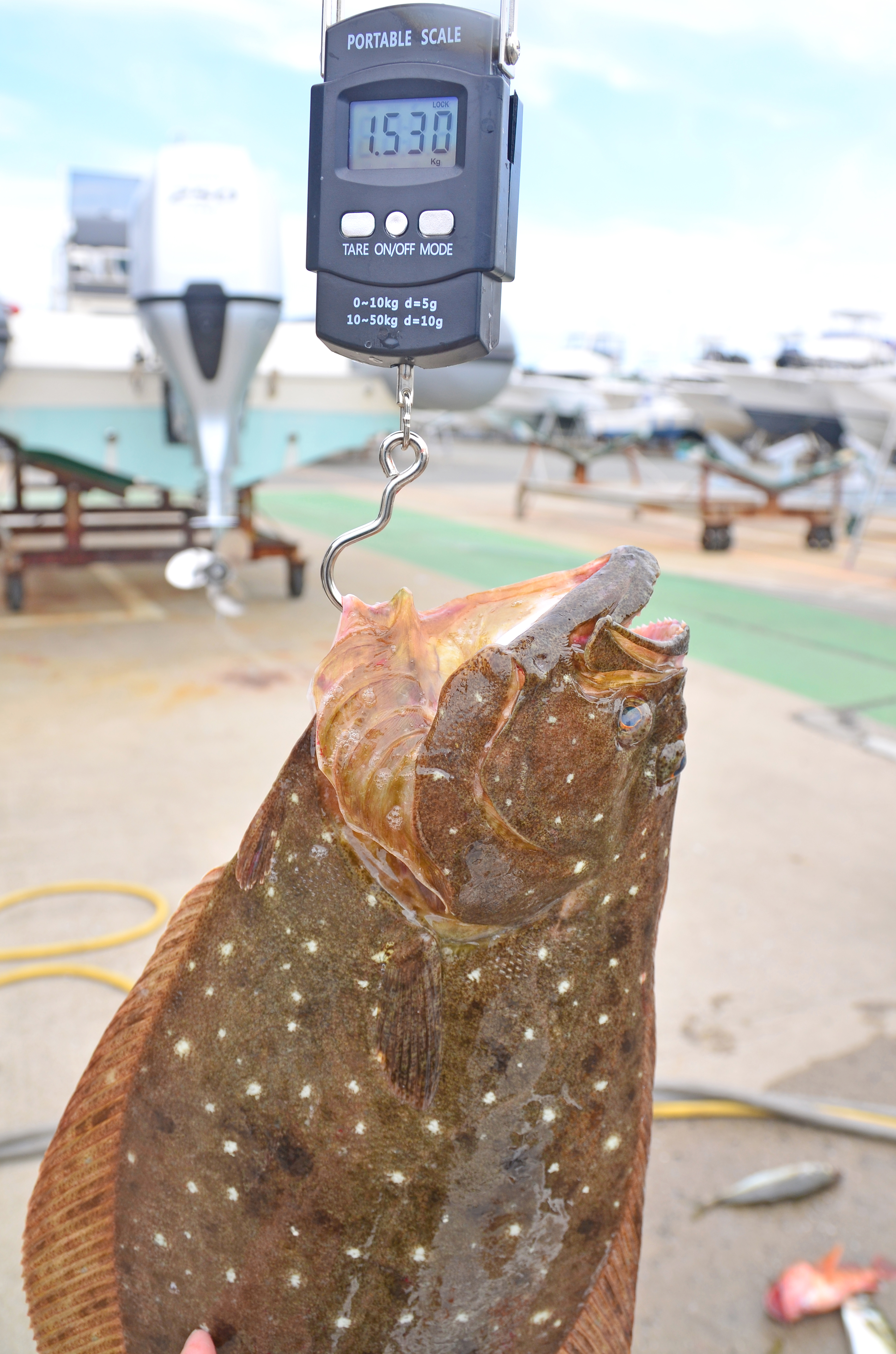 ✿ヒラメ・アジ・カサゴ✿