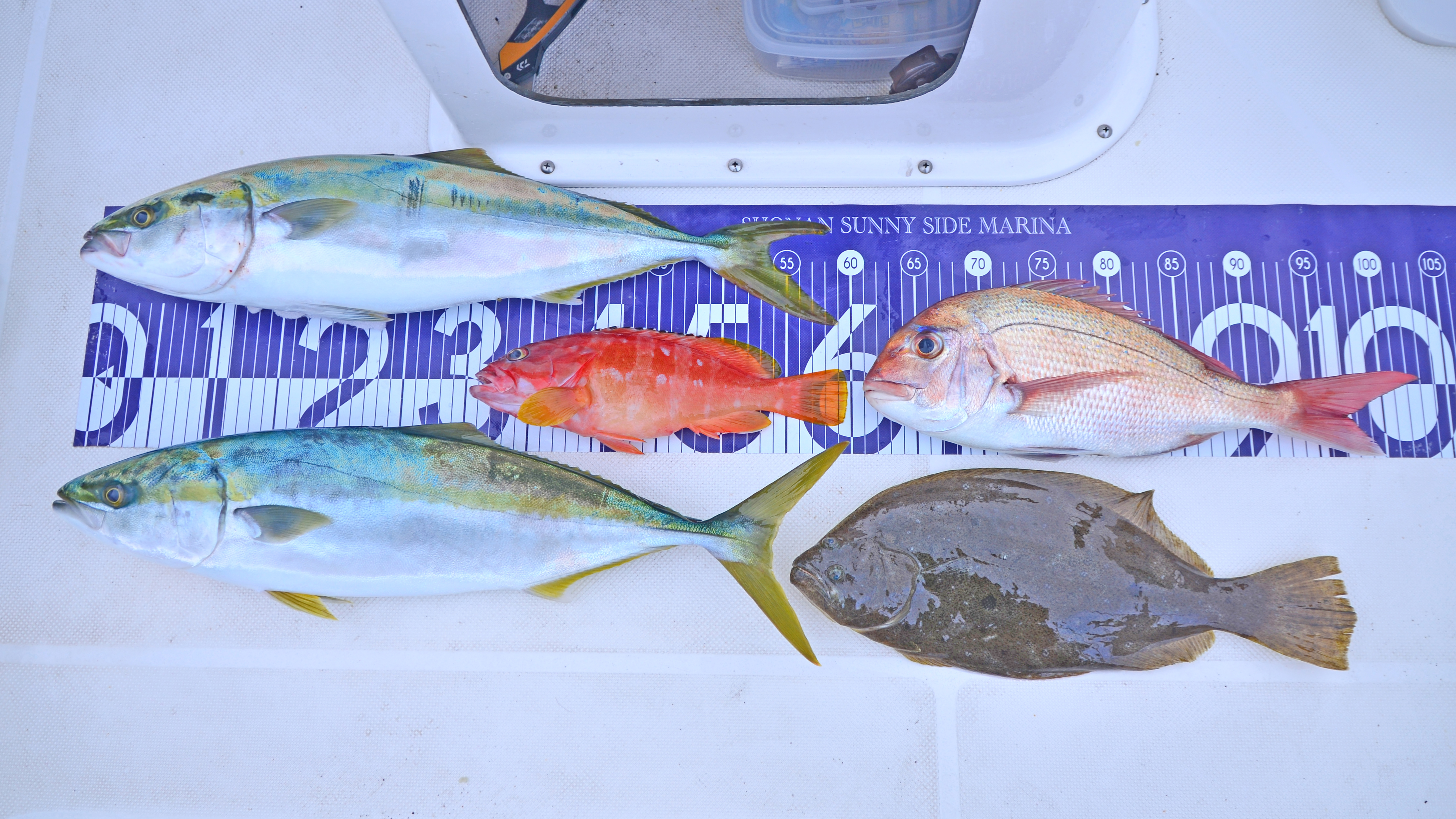 ✿イナダ・ヒラメ・マダイ・アカハタ✿