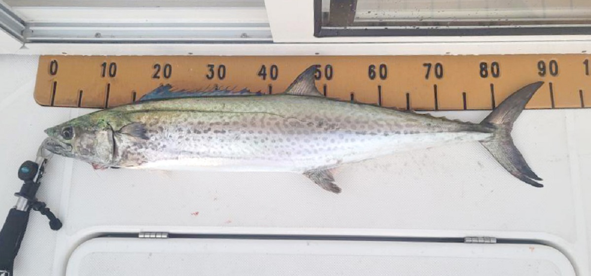 ✿シイラ・アヤメカサゴ・サワラ✿