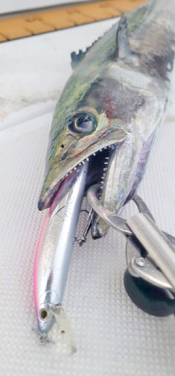 ✿シイラ・アヤメカサゴ・サワラ✿