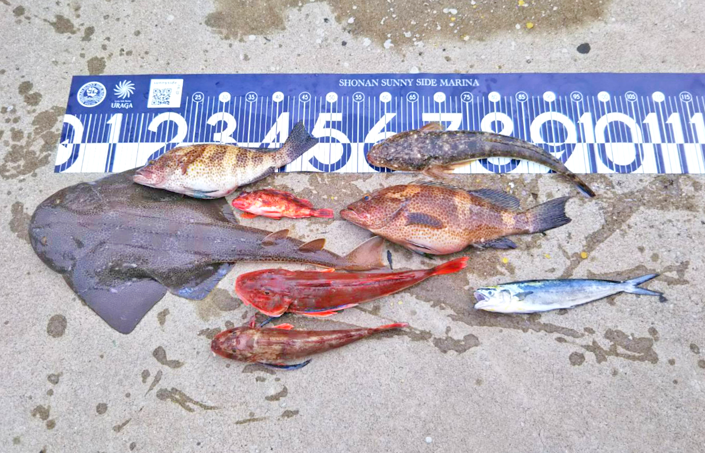 ✿カスザメ・オオモンハタ・マゴチ・ホウボウ・カサゴ・シイラ✿