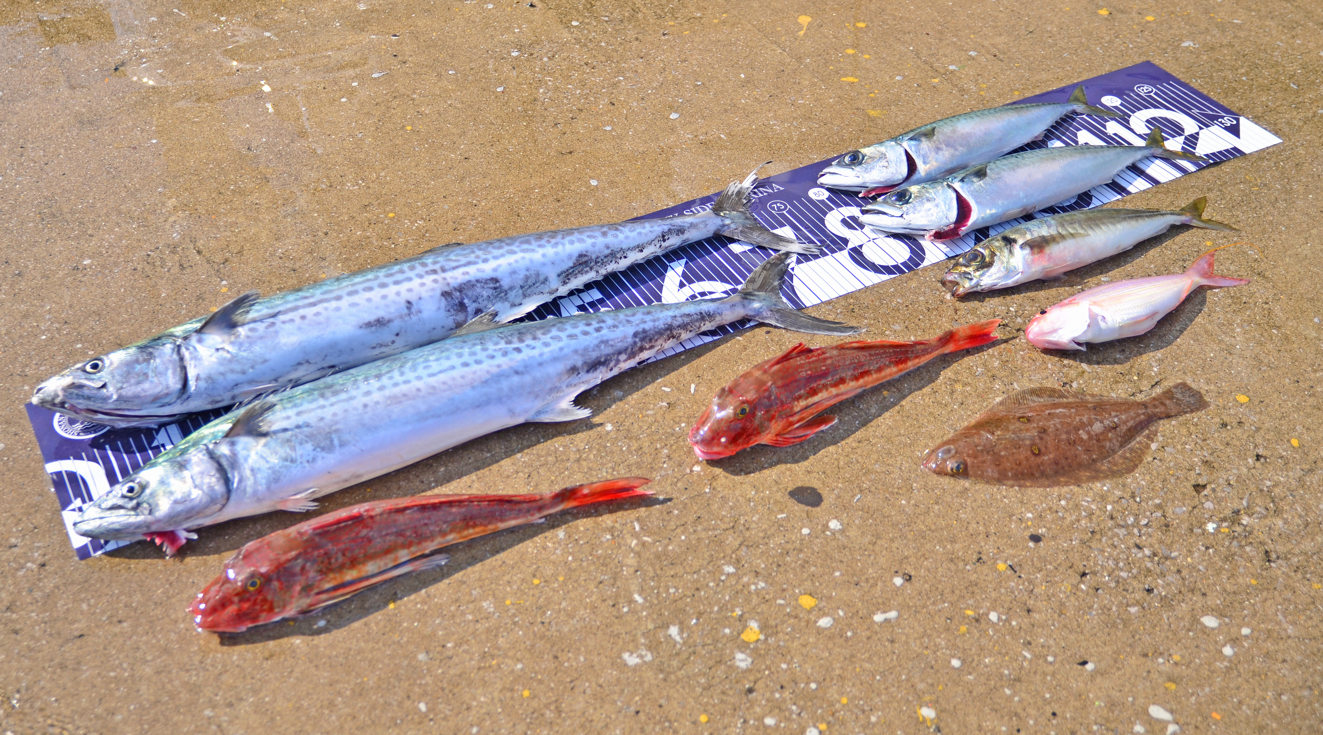 ✿サワラ・ホウボウ・アジ・サバ・イトヨリダイ・カレイ✿