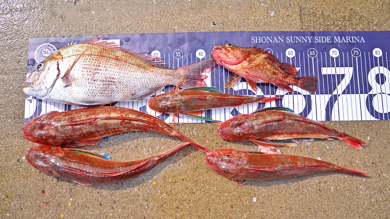 ✿マダイ・ホウボウ・カサゴ✿