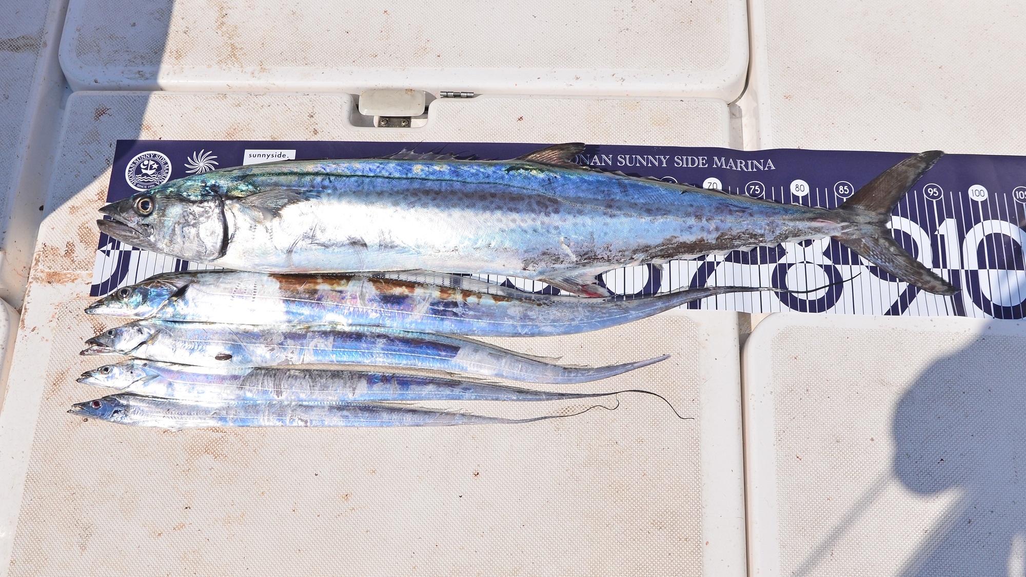 ✿サワラ・タチウオ✿