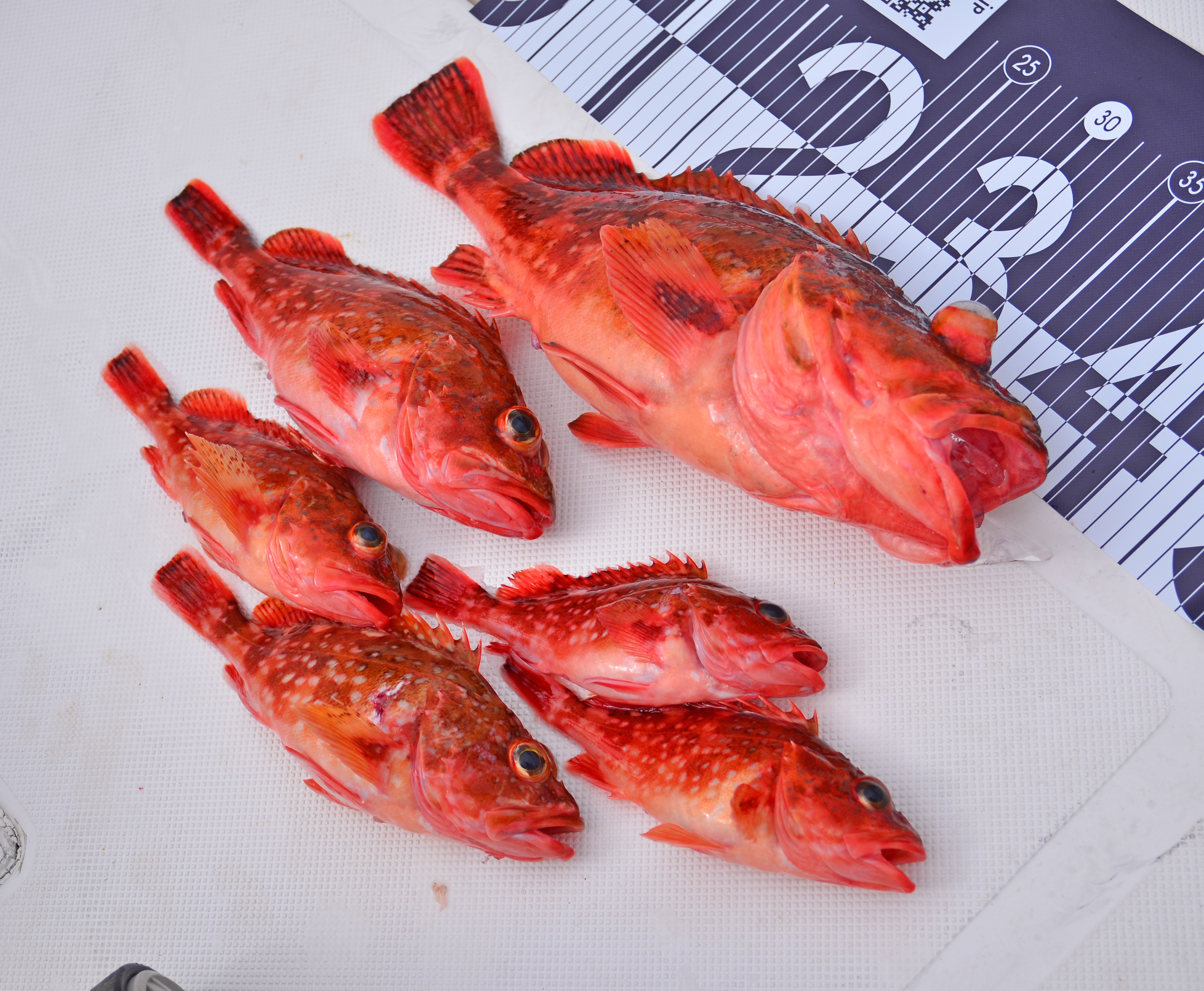 ✿ウッカリカサゴ✿