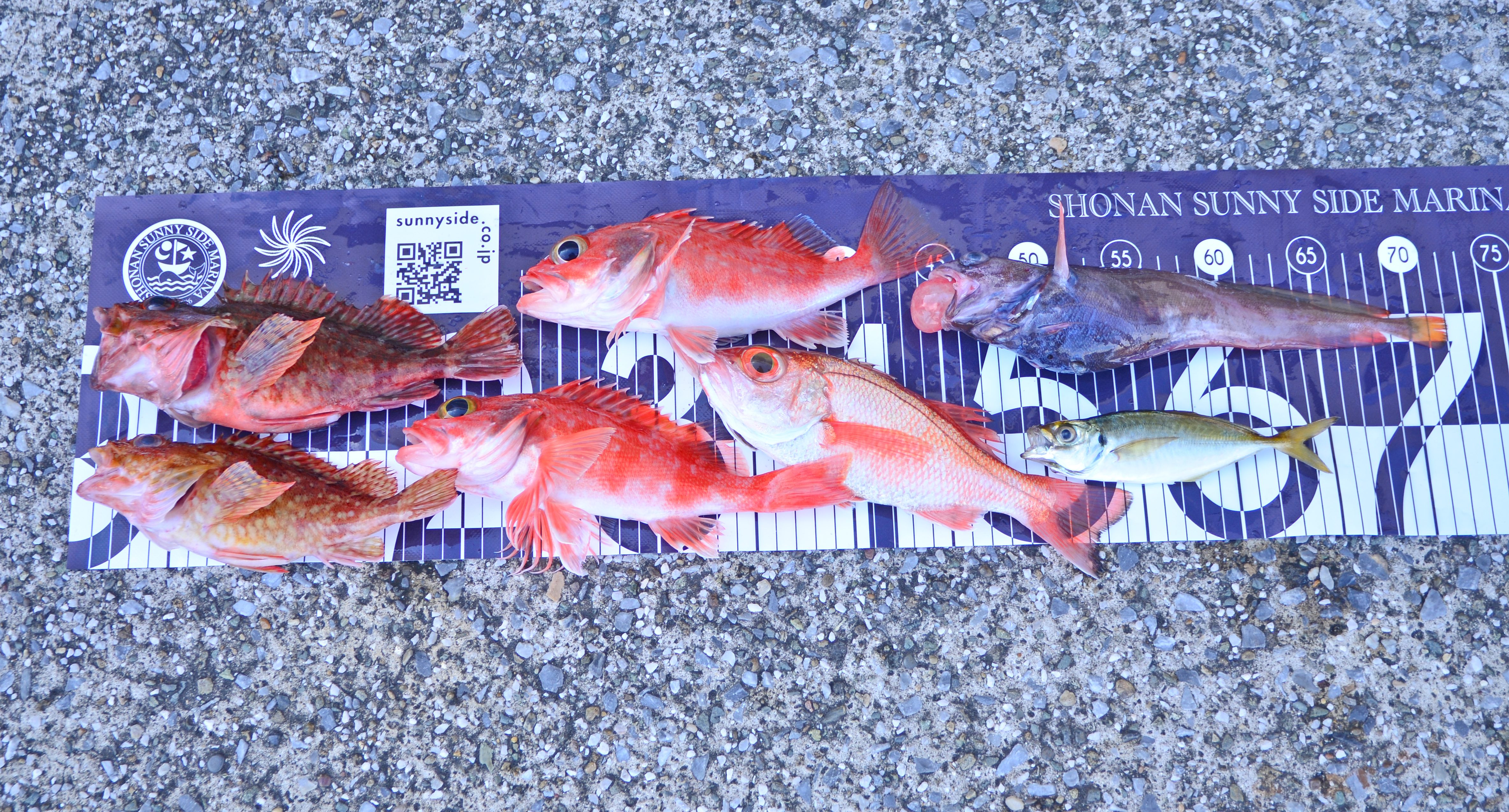 ✿アカムツ・ユメカサゴ・ドンコ・アジ・カサゴ✿