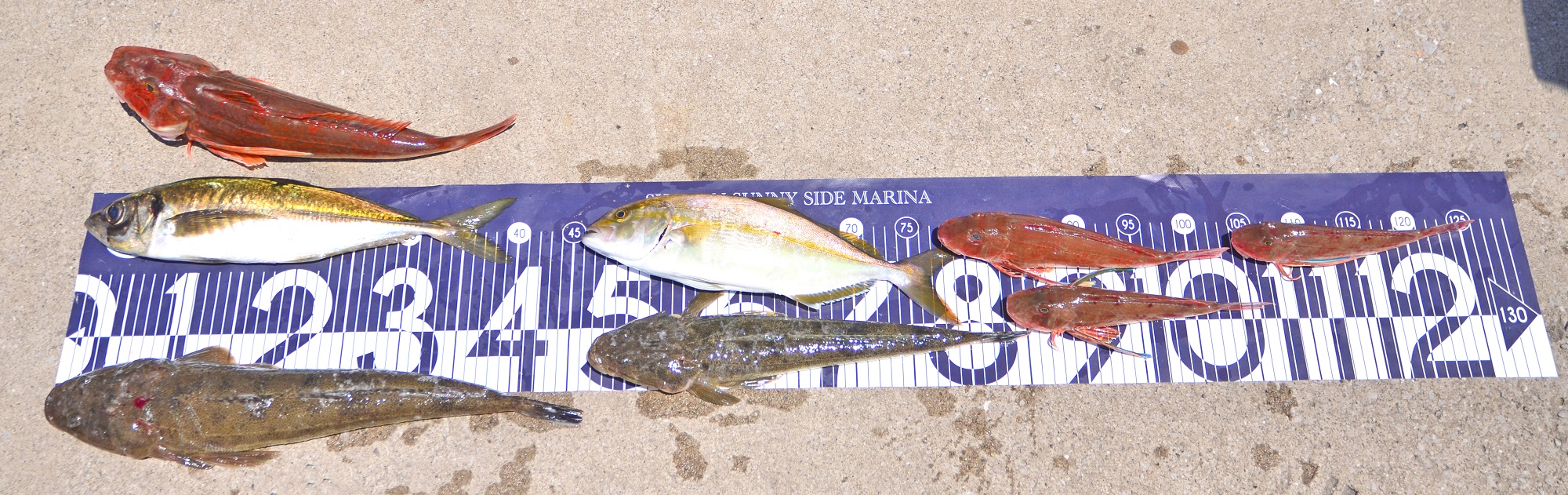 ✿マゴチ・アジ・ホウボウ・ショゴ✿