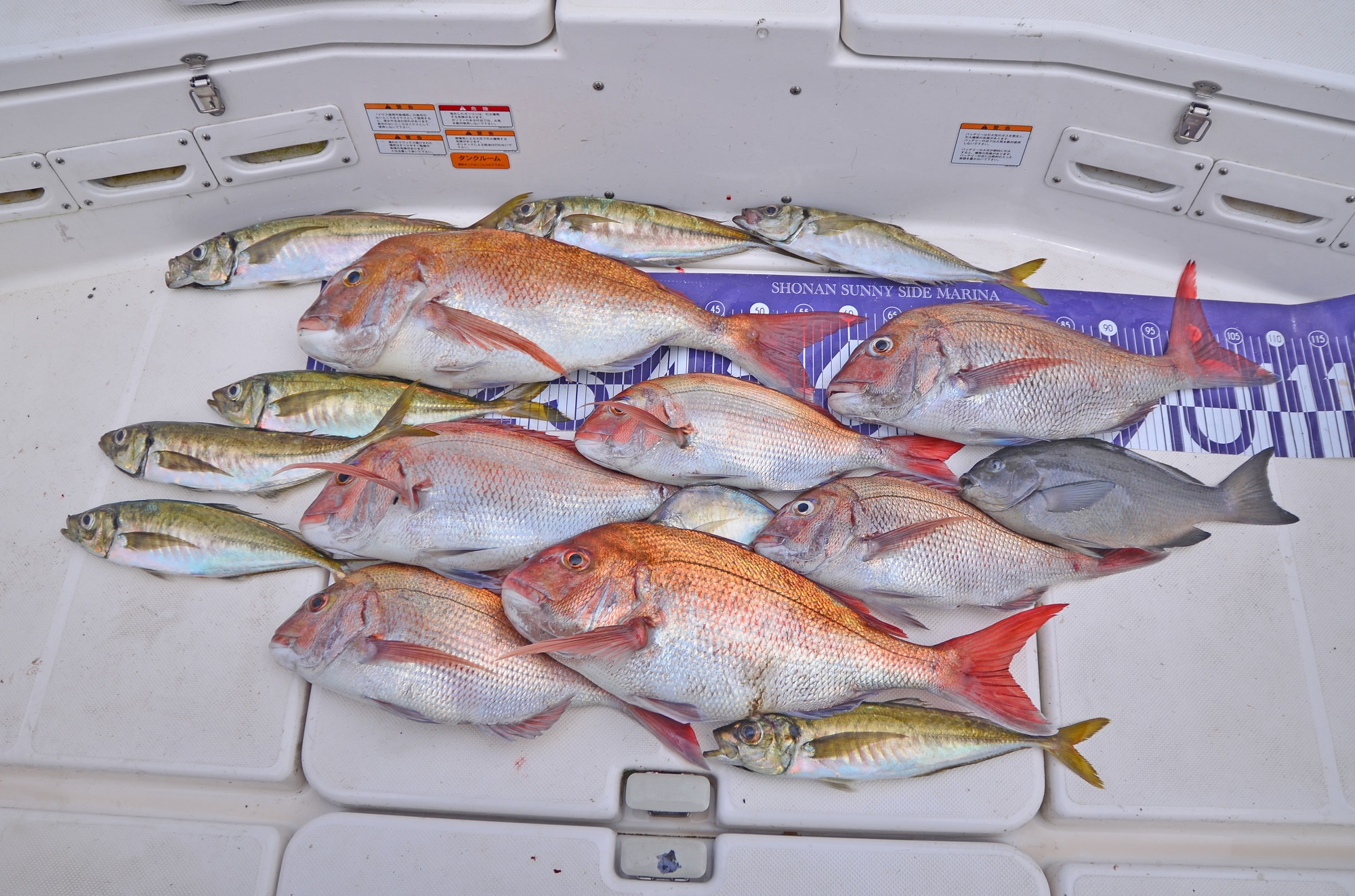 ✿マダイ・アジ・メジナ・カイワリ✿