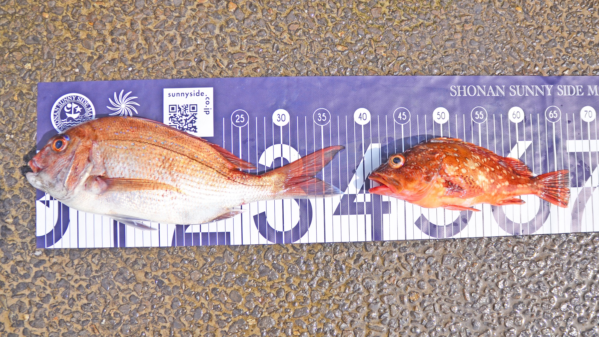 ✿マダイ・カサゴ✿