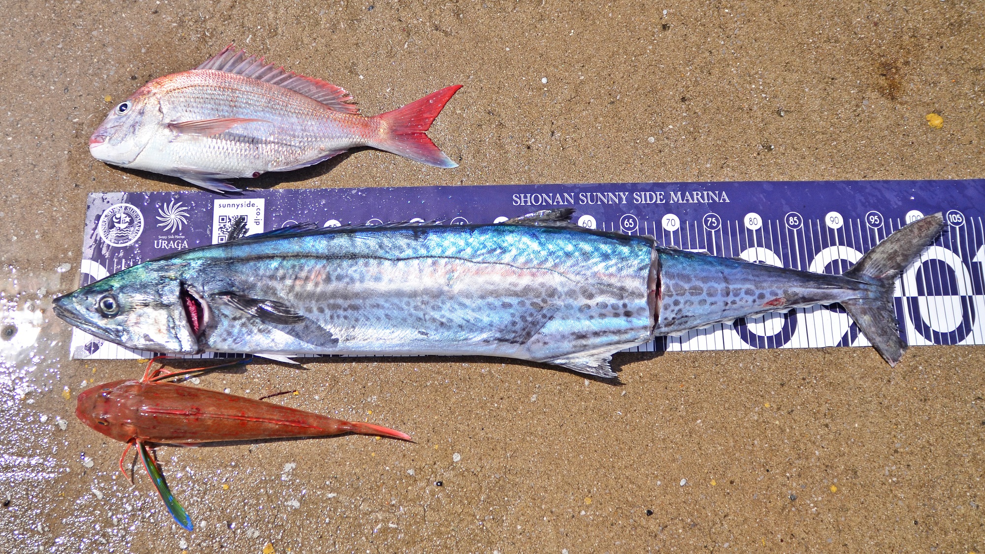 ✿サワラ・マダイ・ホウボウ✿