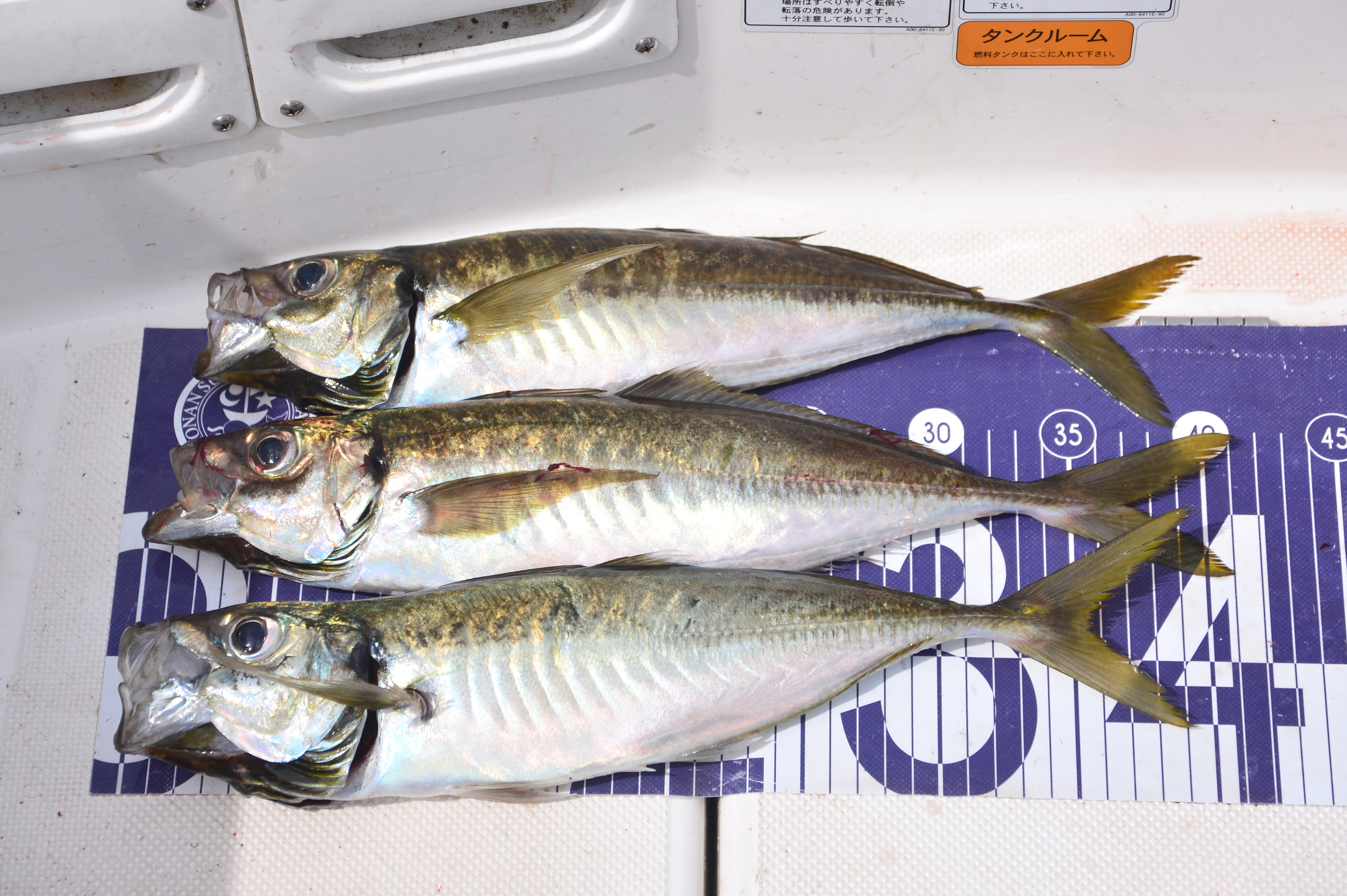 ✿アジ・カイワリ・カワハギ・マダイ✿