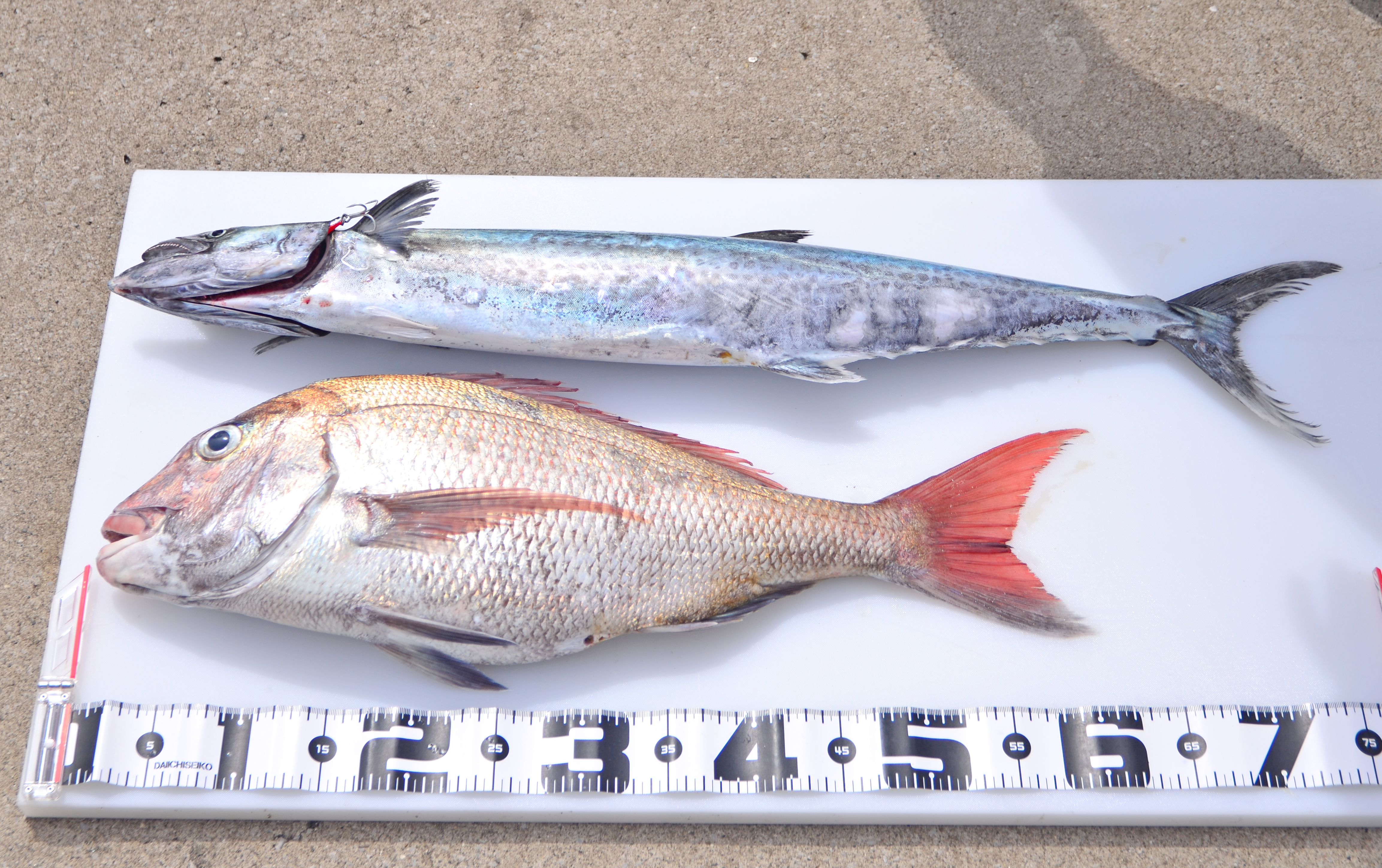 ✿マダイ・サワラ・アジ・ホウボウ✿