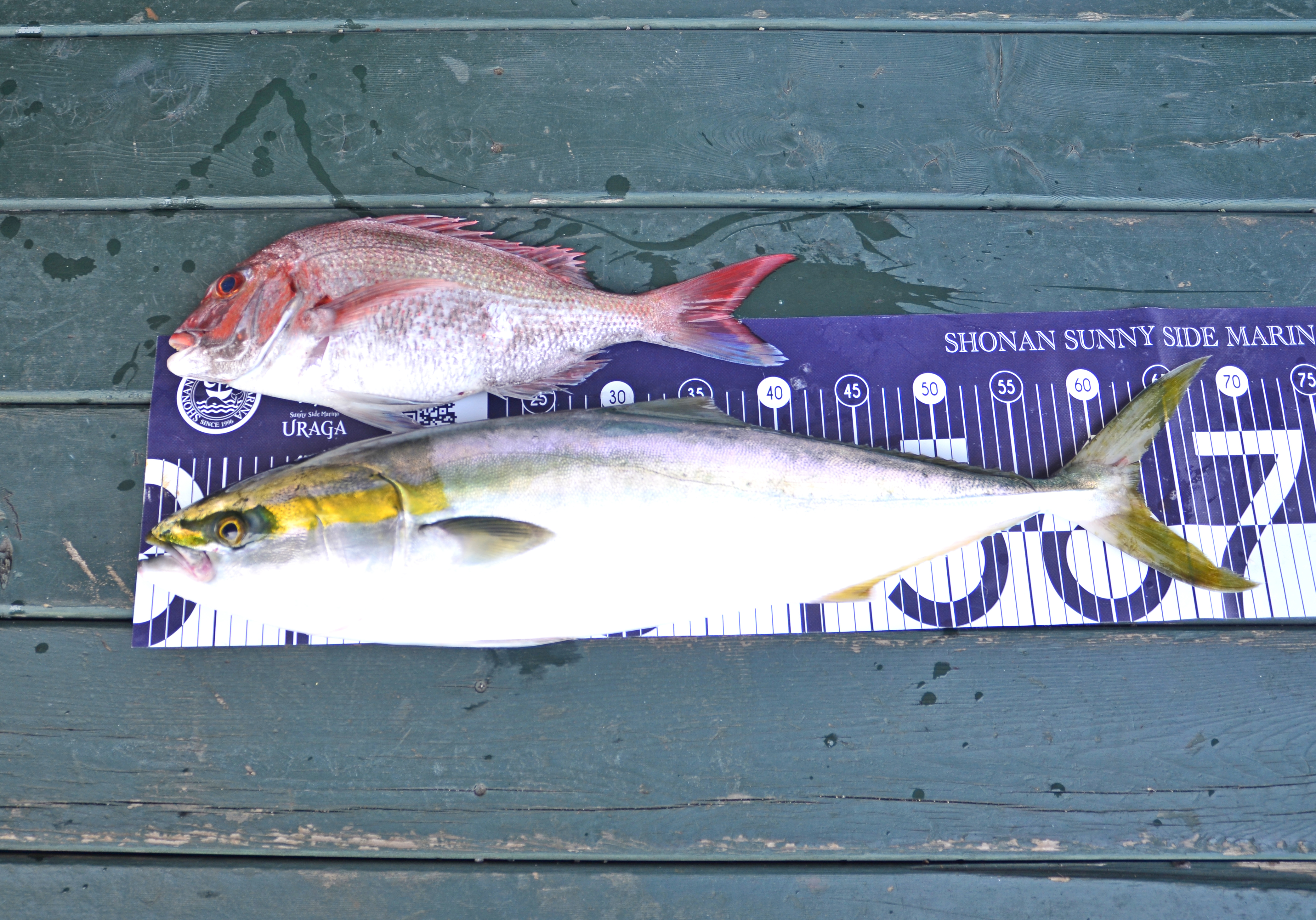 ✿マダイ・ワラサ✿