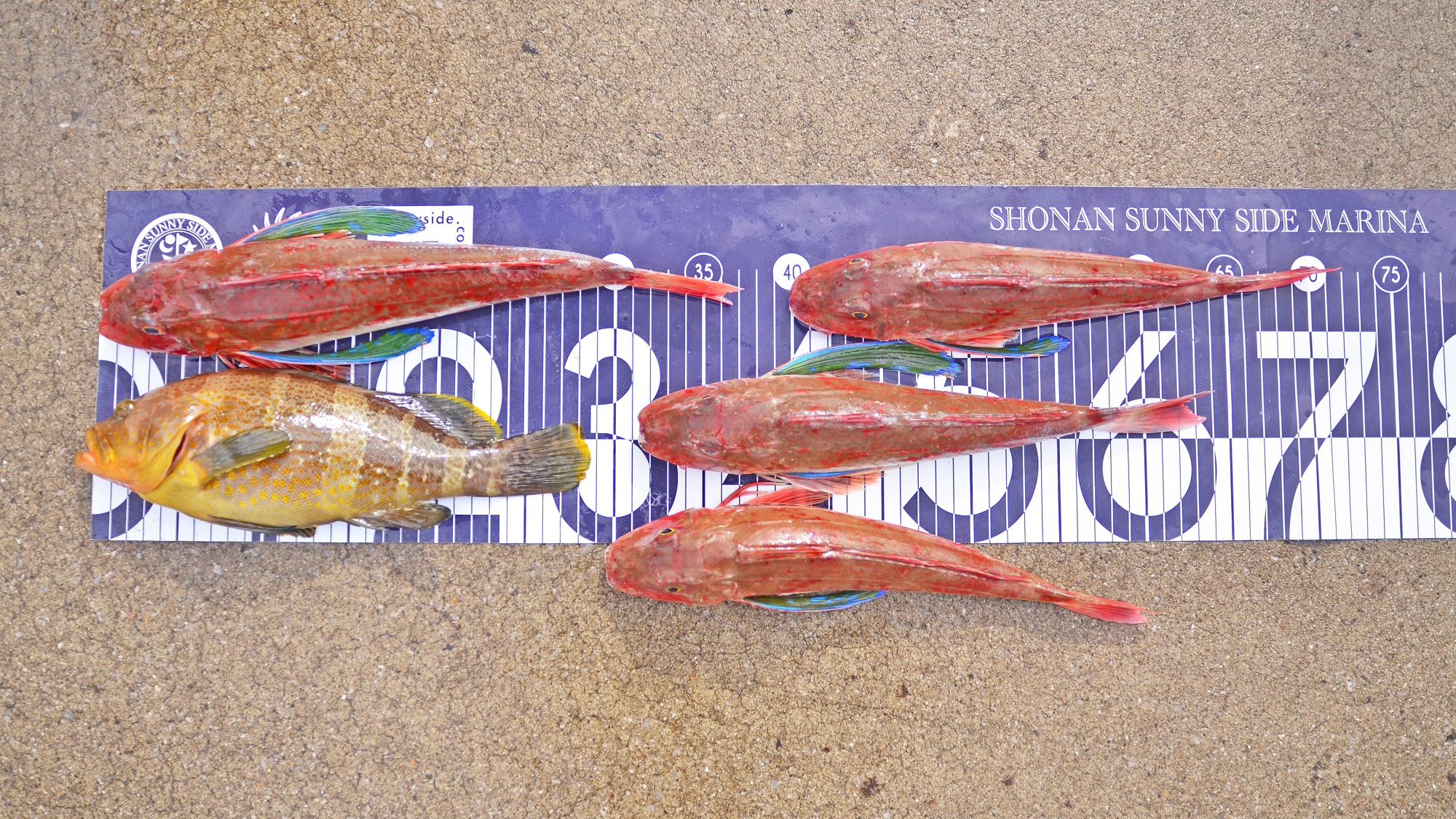 ✿ホウボウ・アオハタ✿