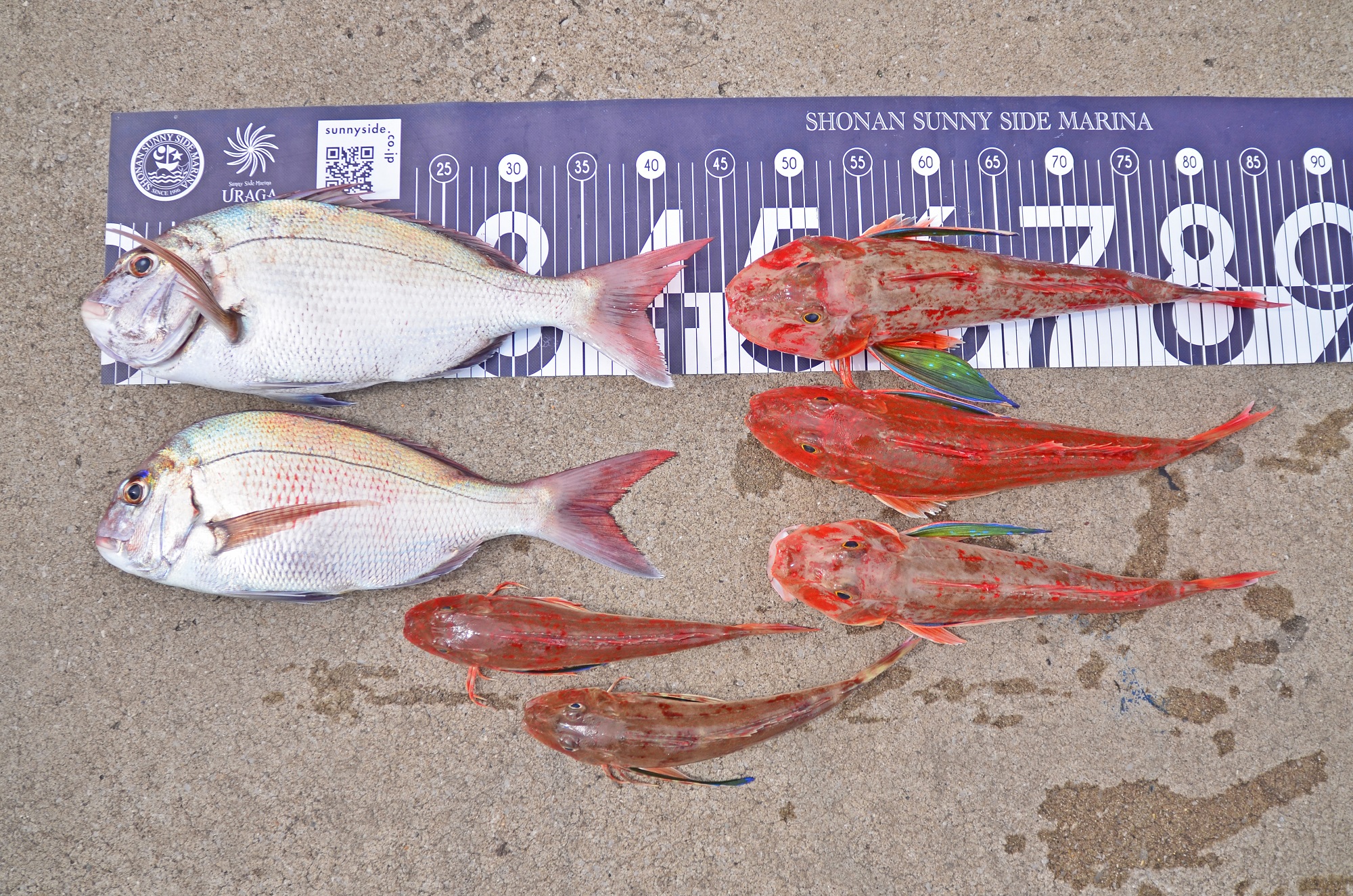 ✿マダイ・ホウボウ✿