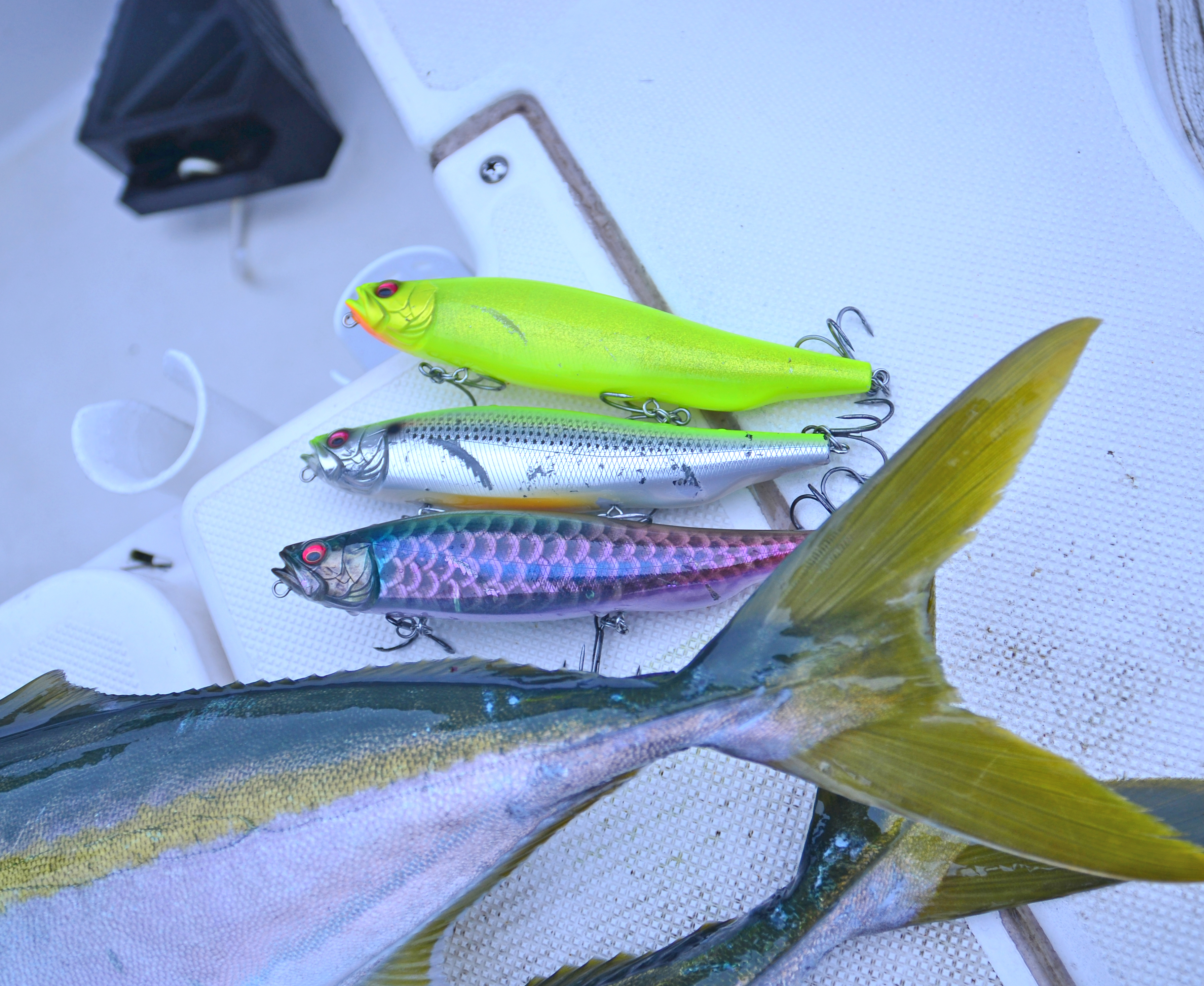 ✿サワラ・ワラサ✿