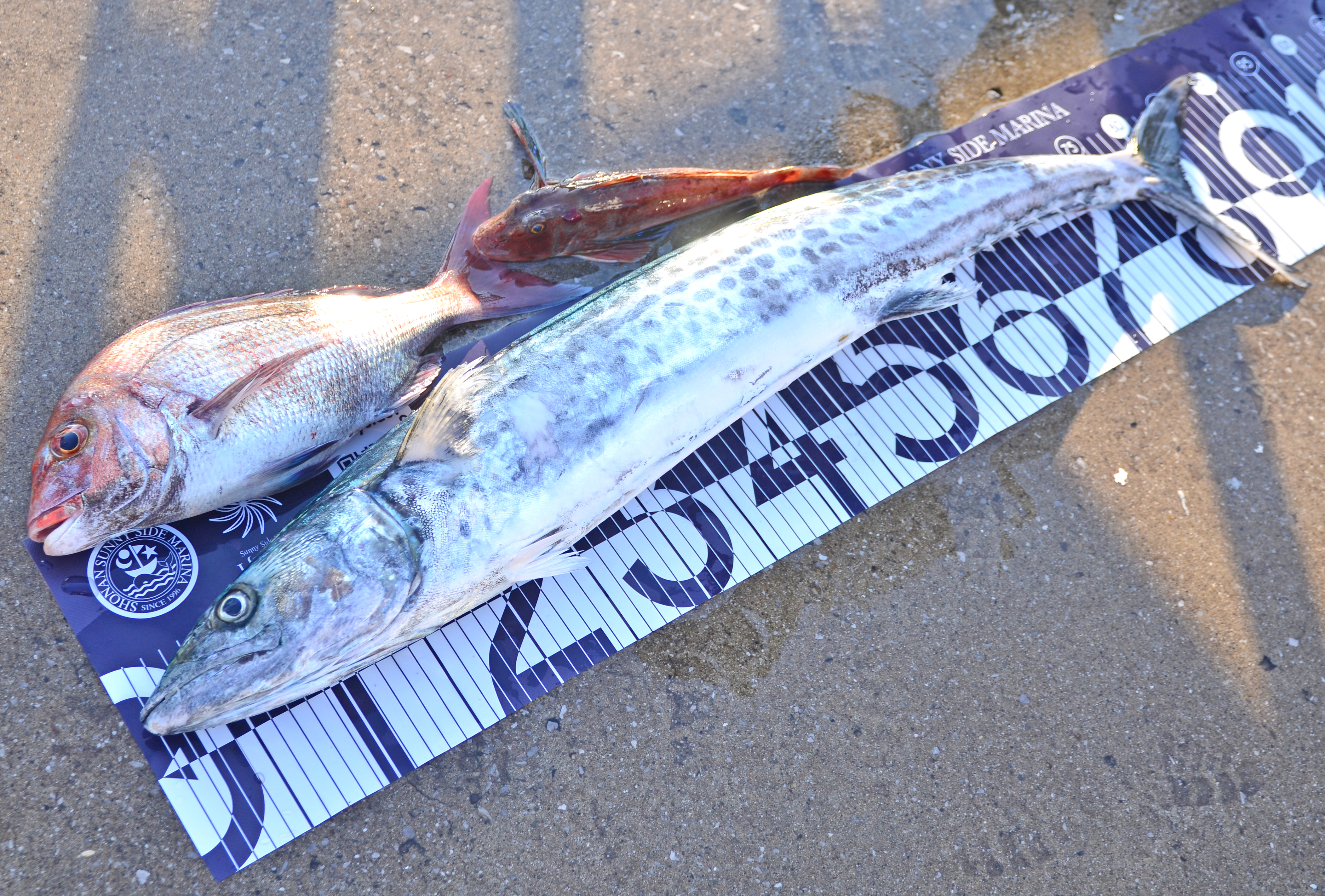 ✿サワラ・マダイ・ホウボウ✿