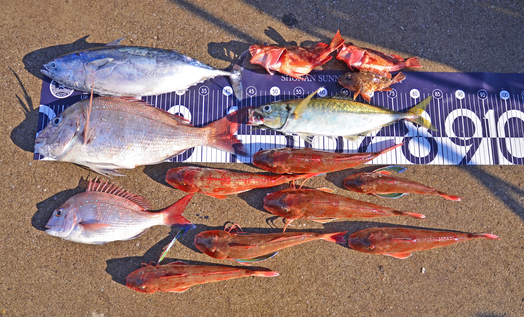 ✿マダイ・ヒラソウダ・アジ・ホウボウ・カサゴ✿