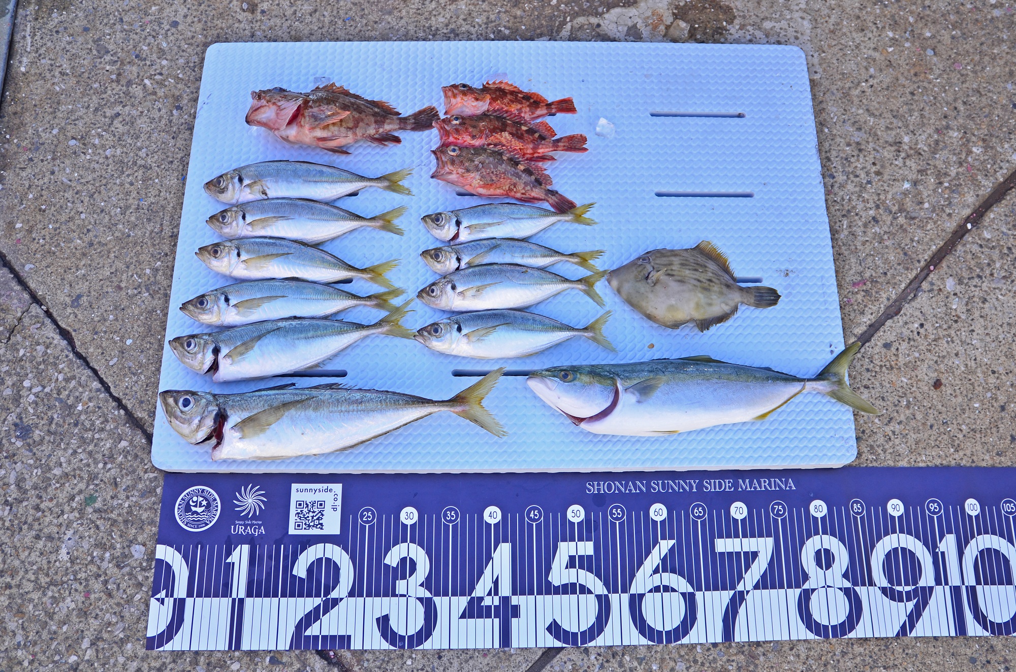 ✿アジ・イナダ・カワハギ・カサゴ✿