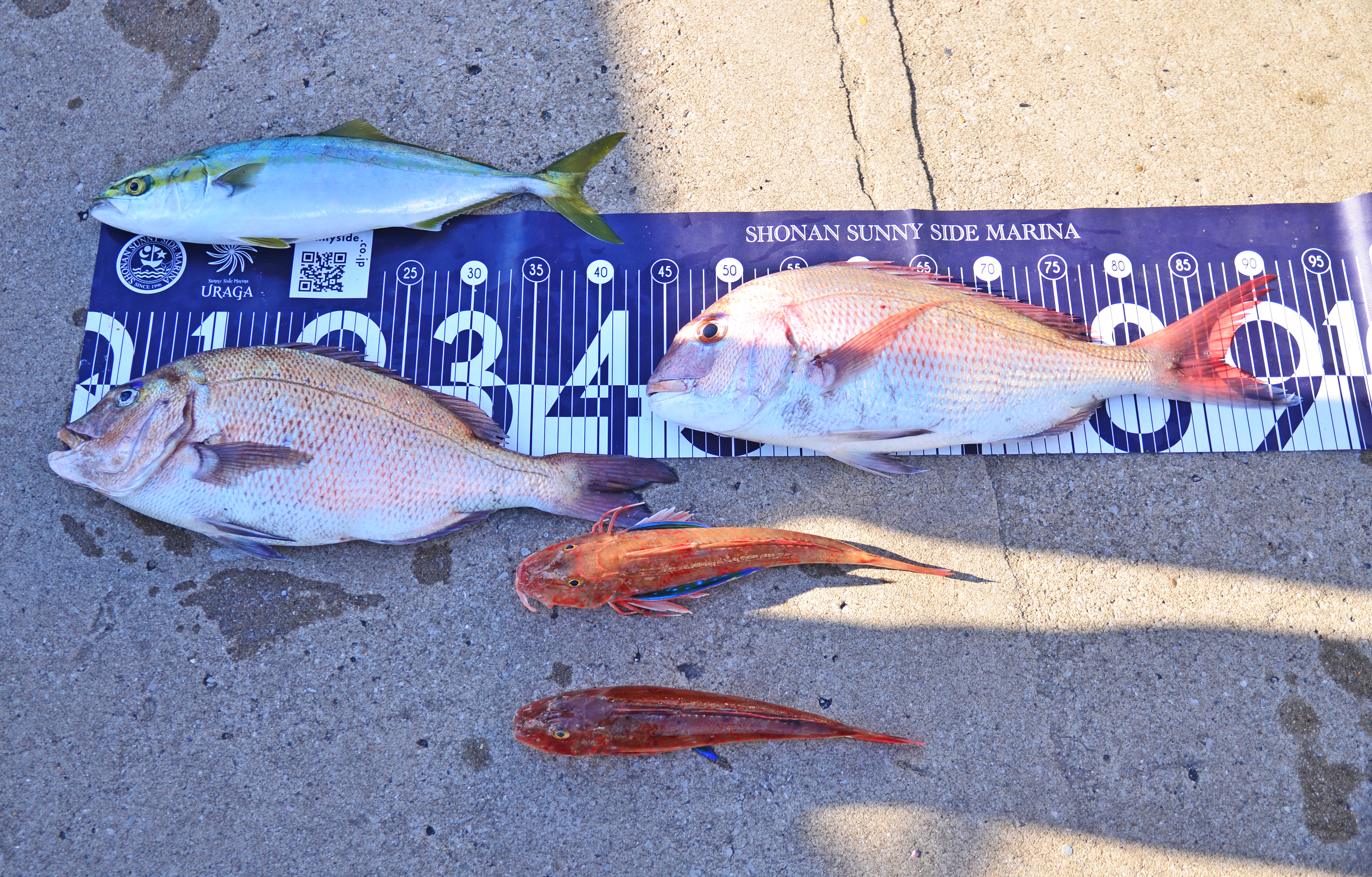 ✿マダイ・イナダ・ホウボウ✿