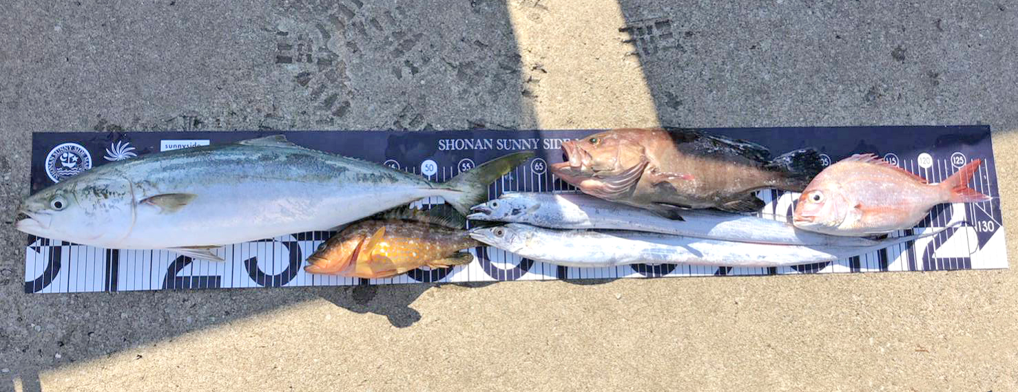 ✿ワラサ・マハタ・キジハタ・タチウオ・マダイ✿