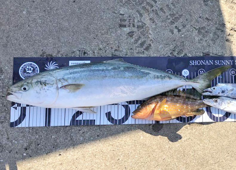 ✿ワラサ・マハタ・キジハタ・タチウオ・マダイ✿