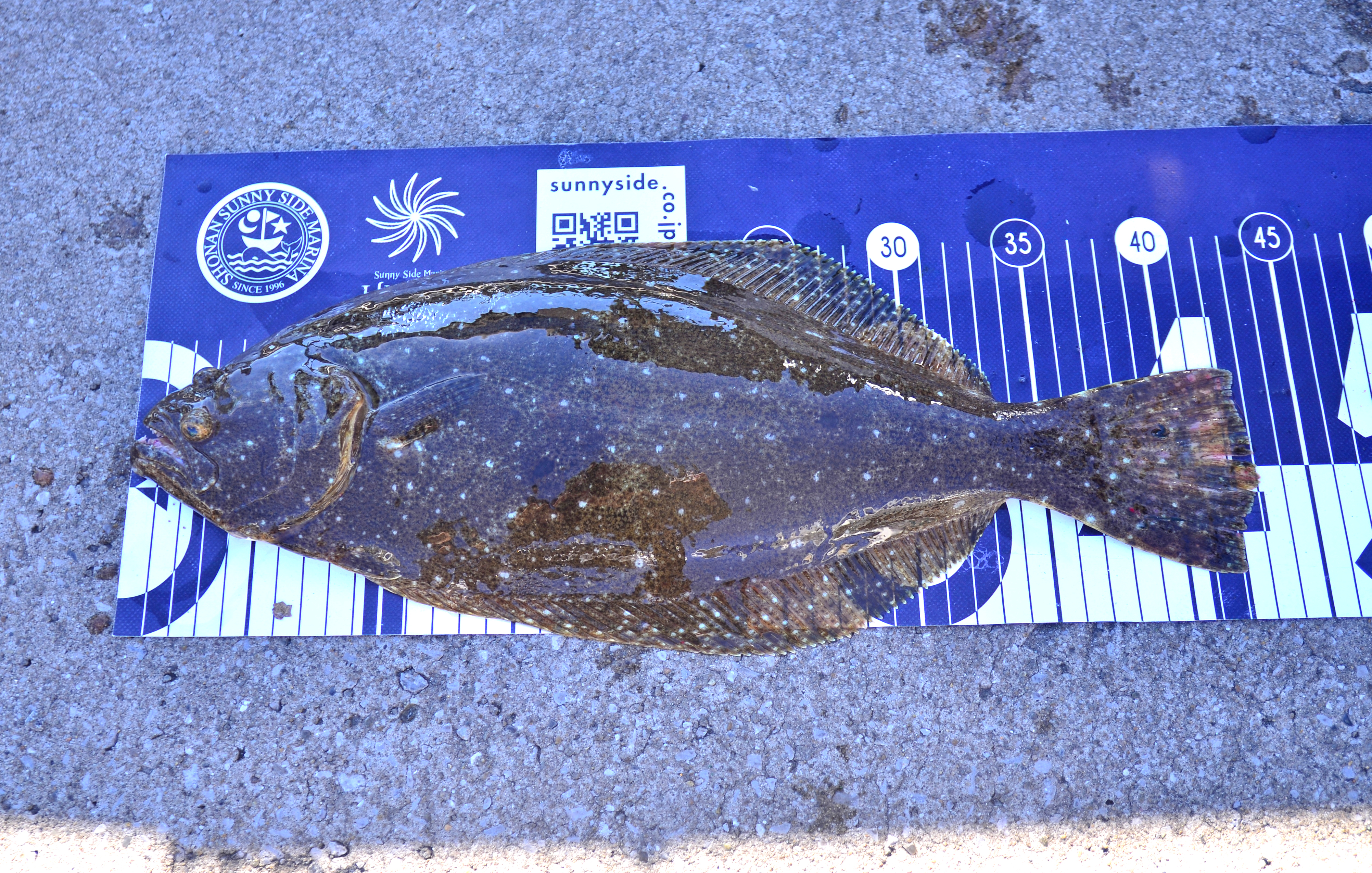 ✿ブリ・ワラサ・ヒラメ✿