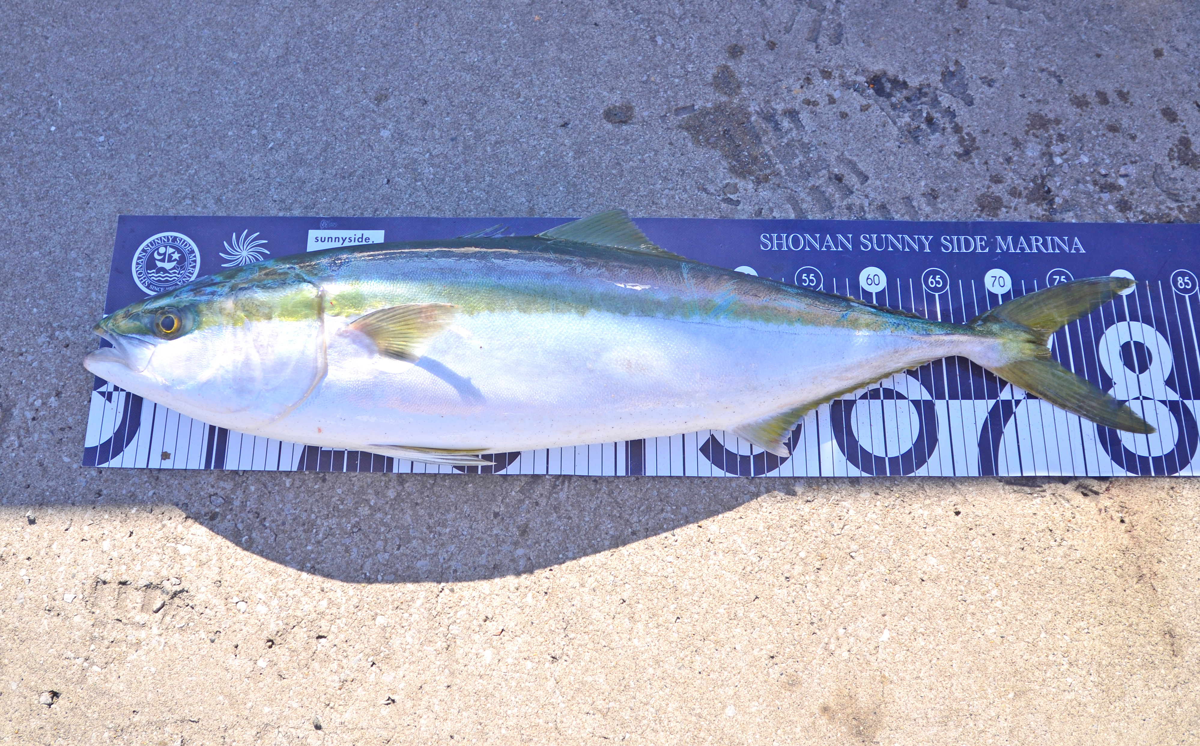 ✿ブリ・ワラサ・ヒラメ✿