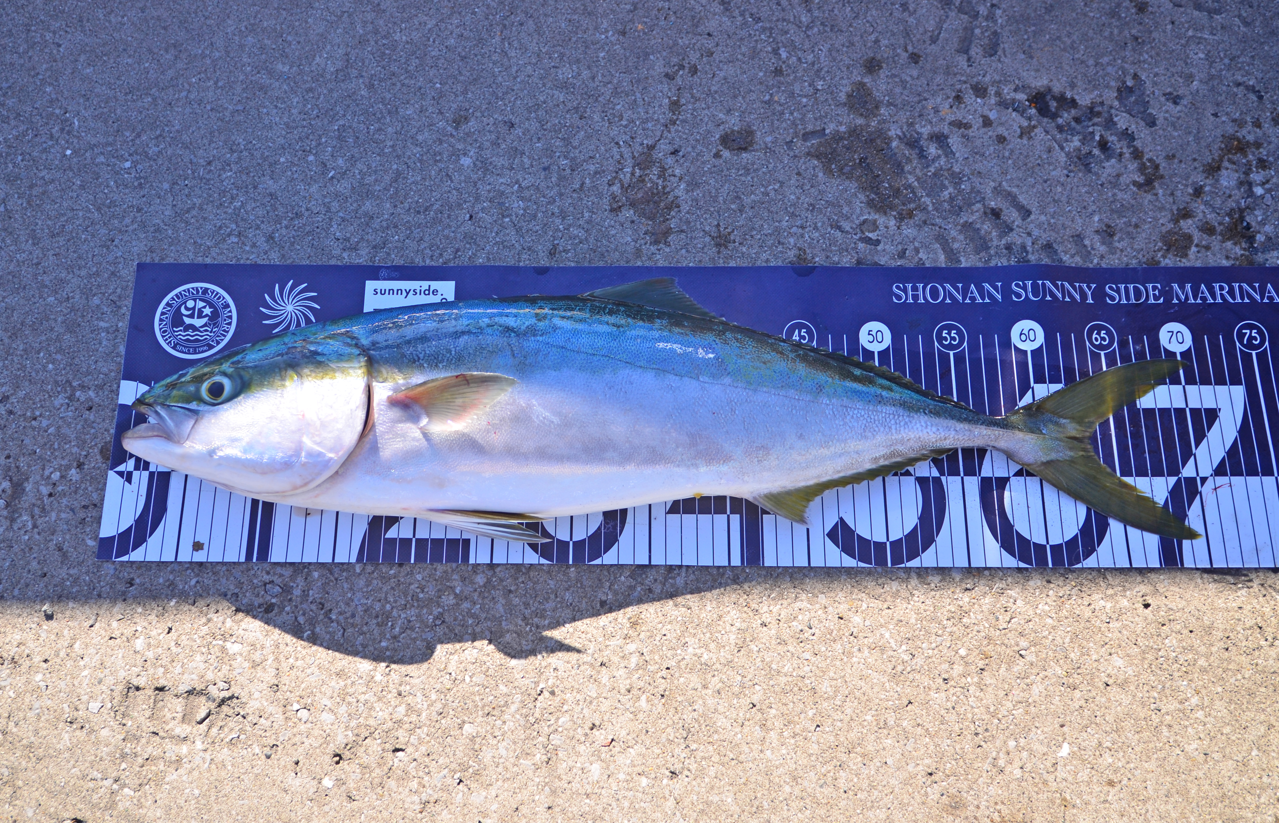 ✿ブリ・ワラサ・ヒラメ✿