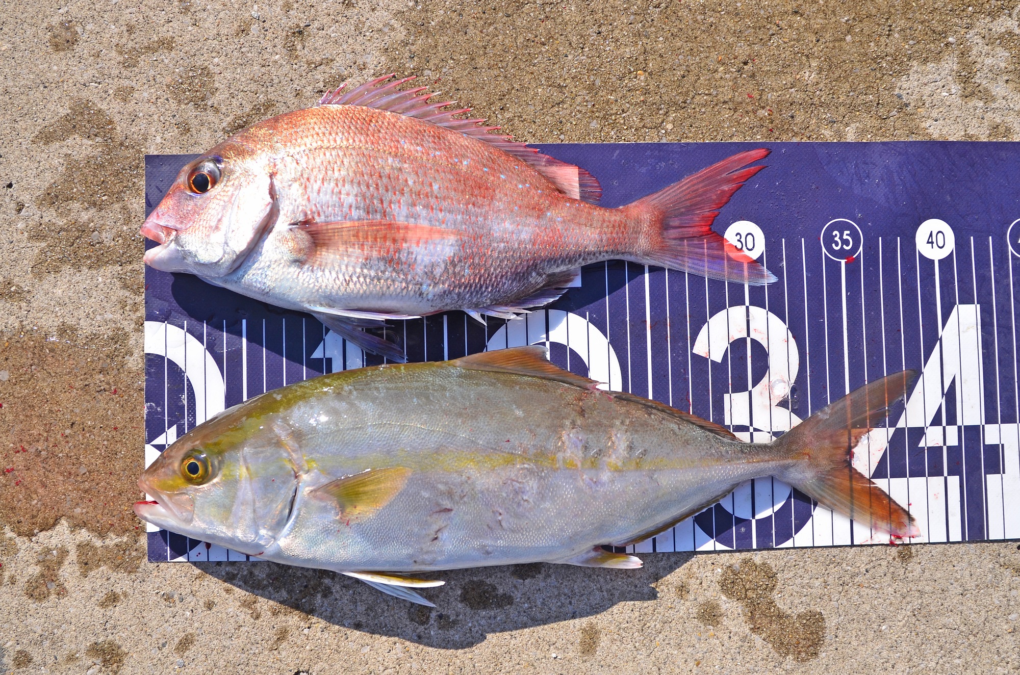 ✿マダイ・カンパチ✿