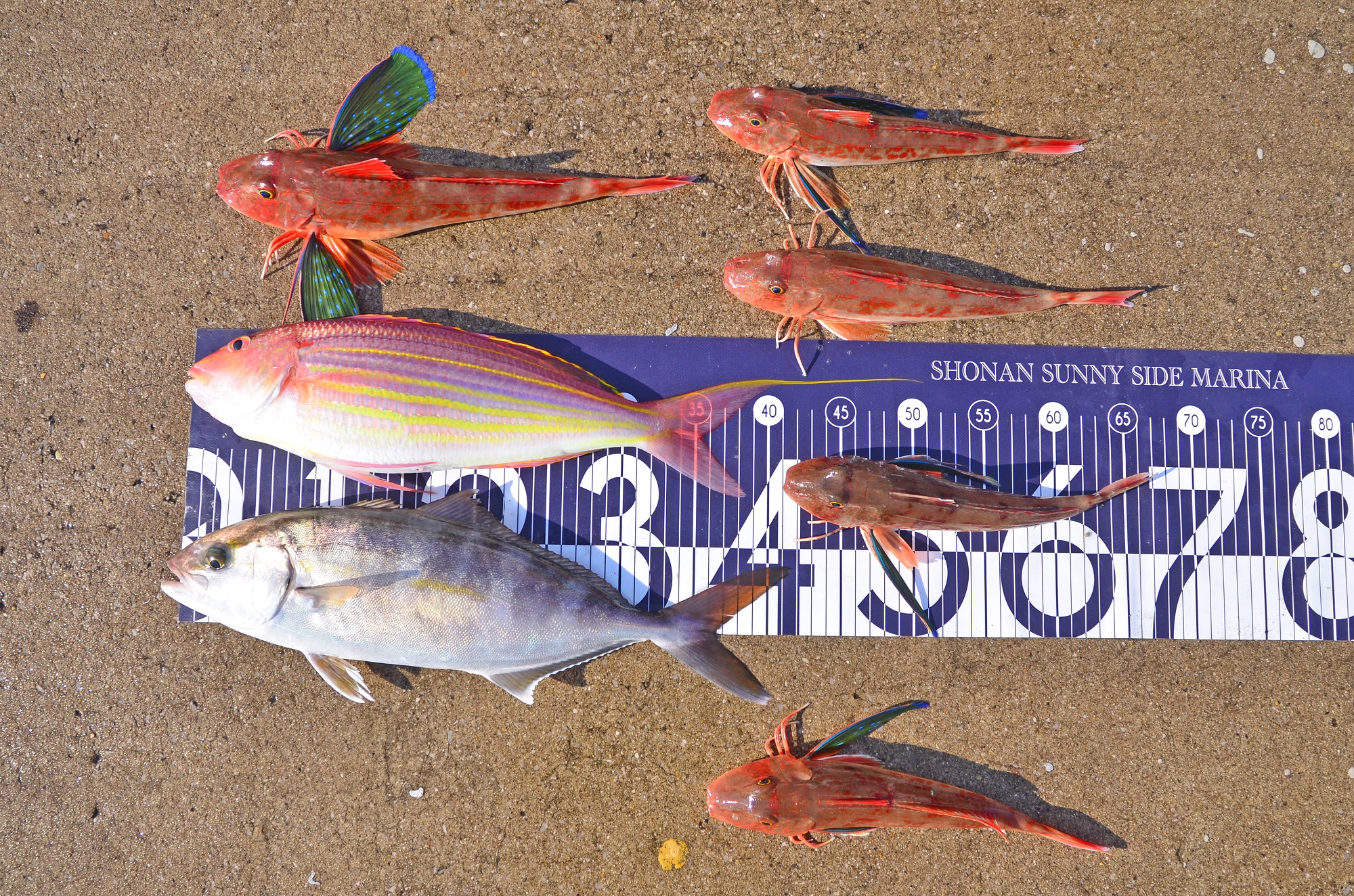 ✿イトヨリ・カンパチ・ホウボウ✿