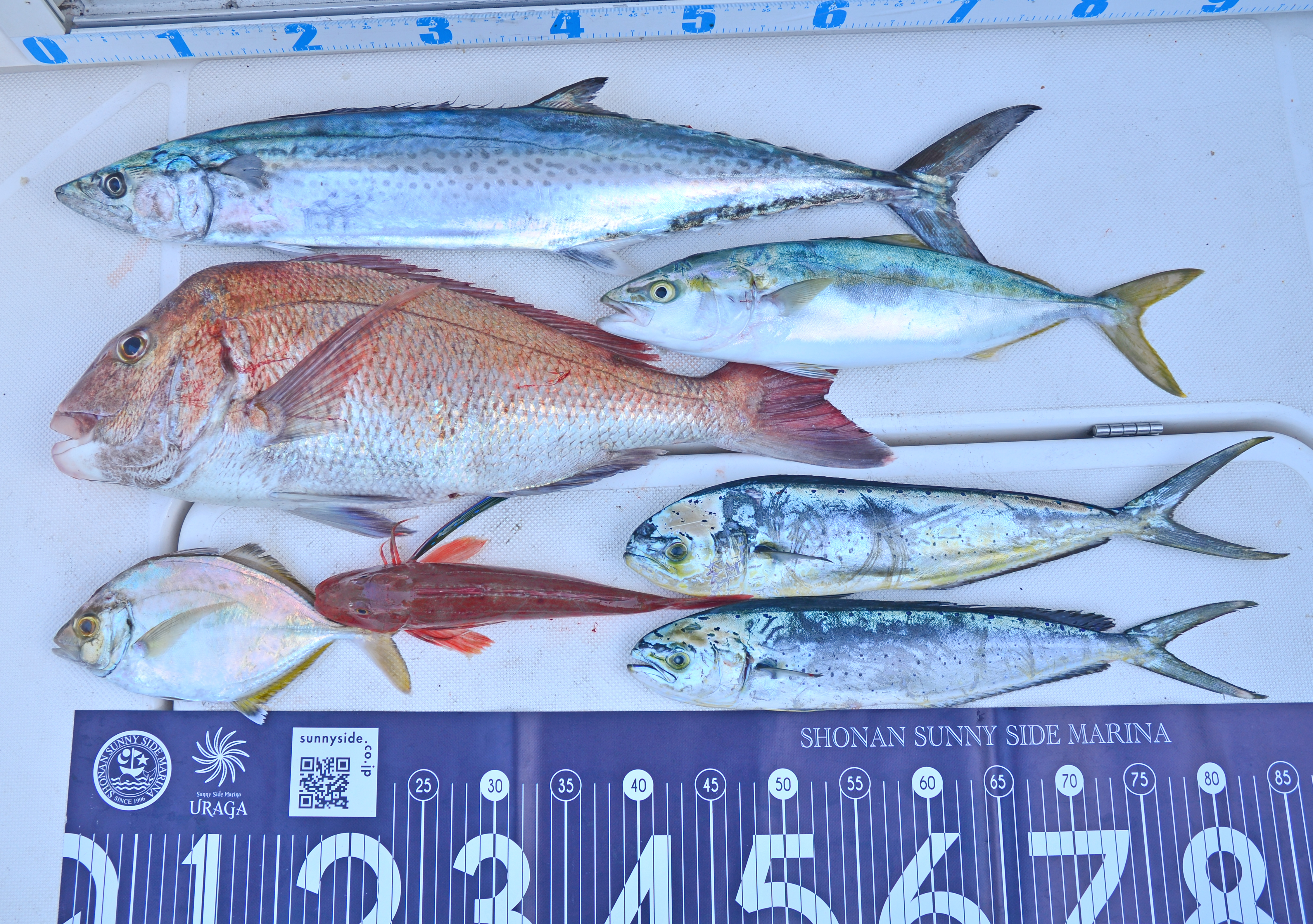 ✿マダイ・サワラ・イナダ・ホウボウ・カイワリ・シイラ✿