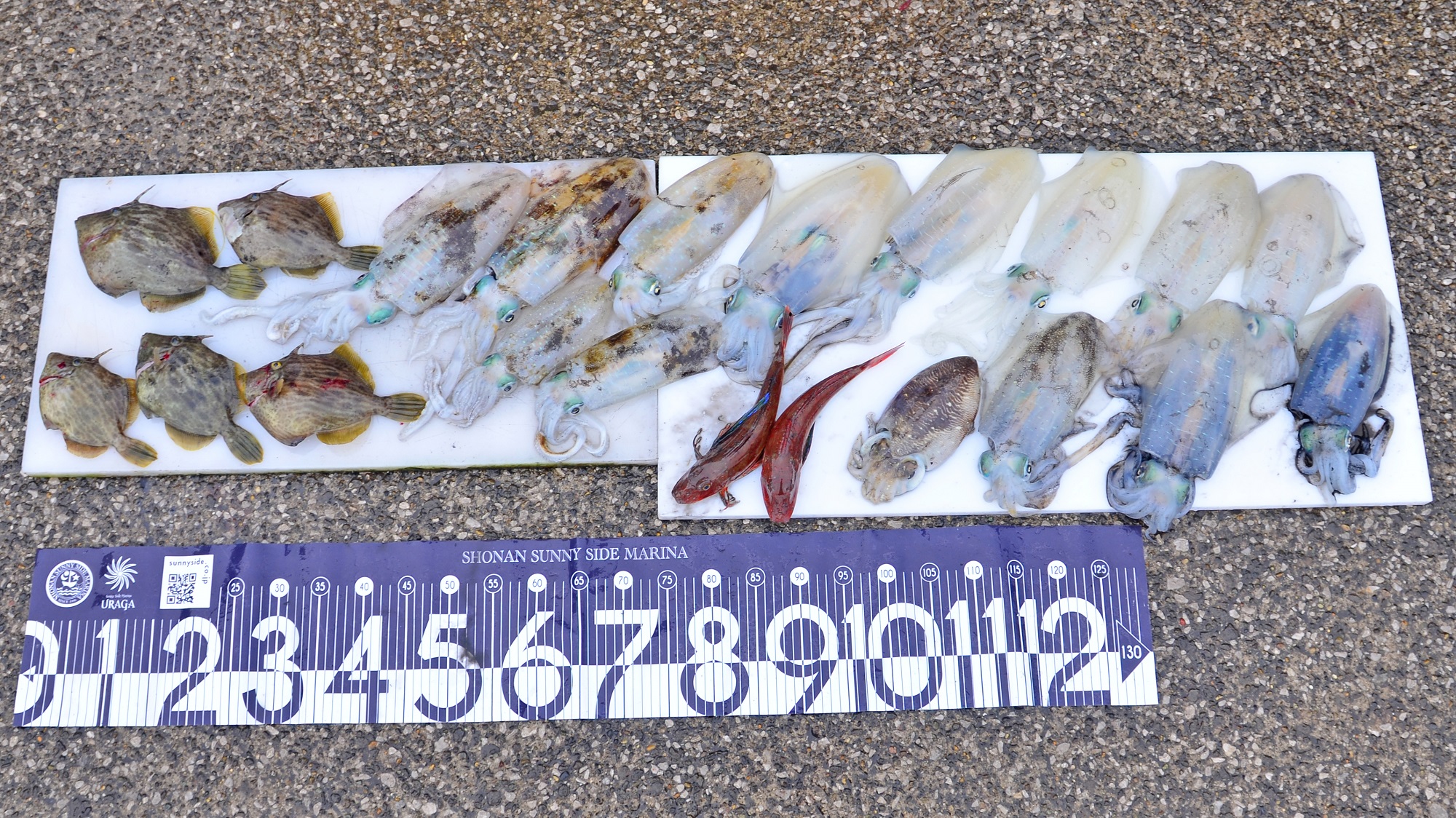 ✿アオリイカ・モンゴウイカ・カワハギ・ホウボウ✿