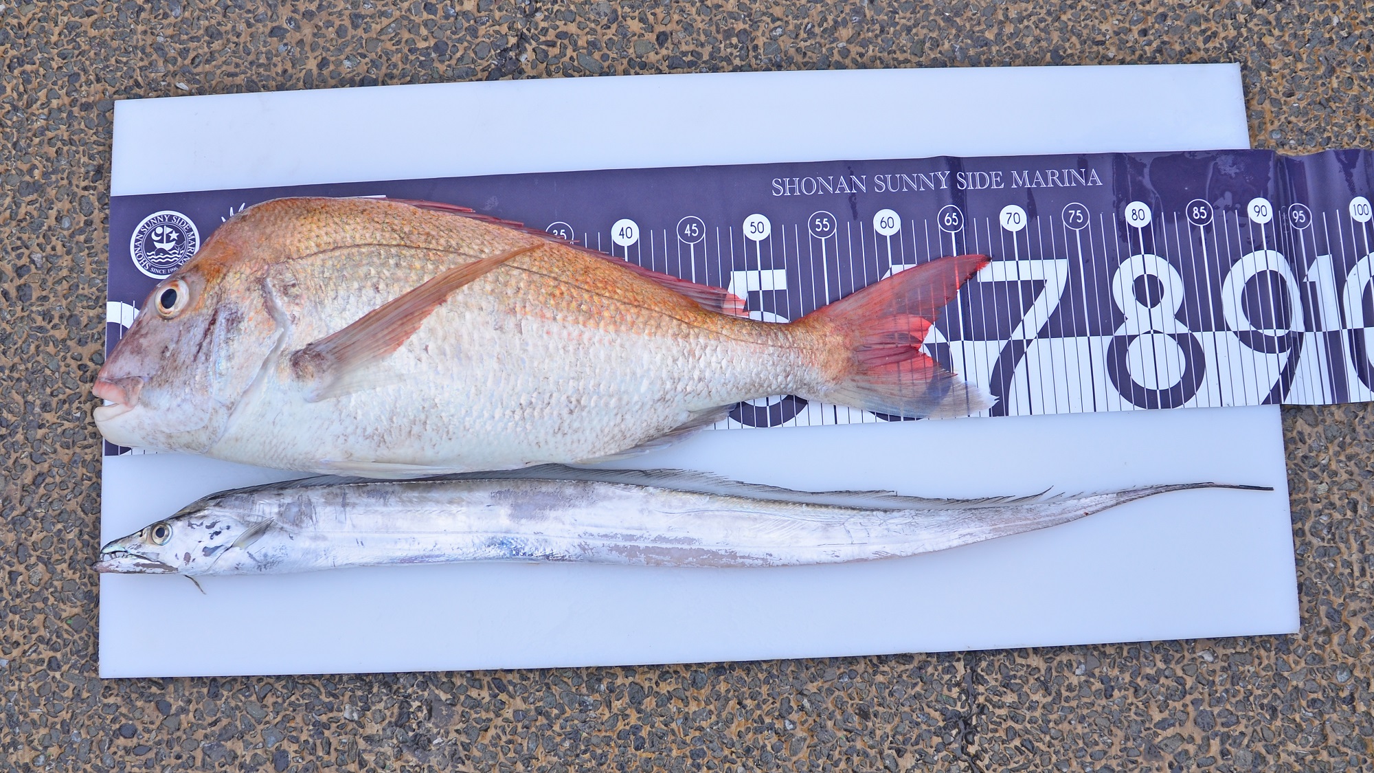 ✿マダイ・タチウオ✿