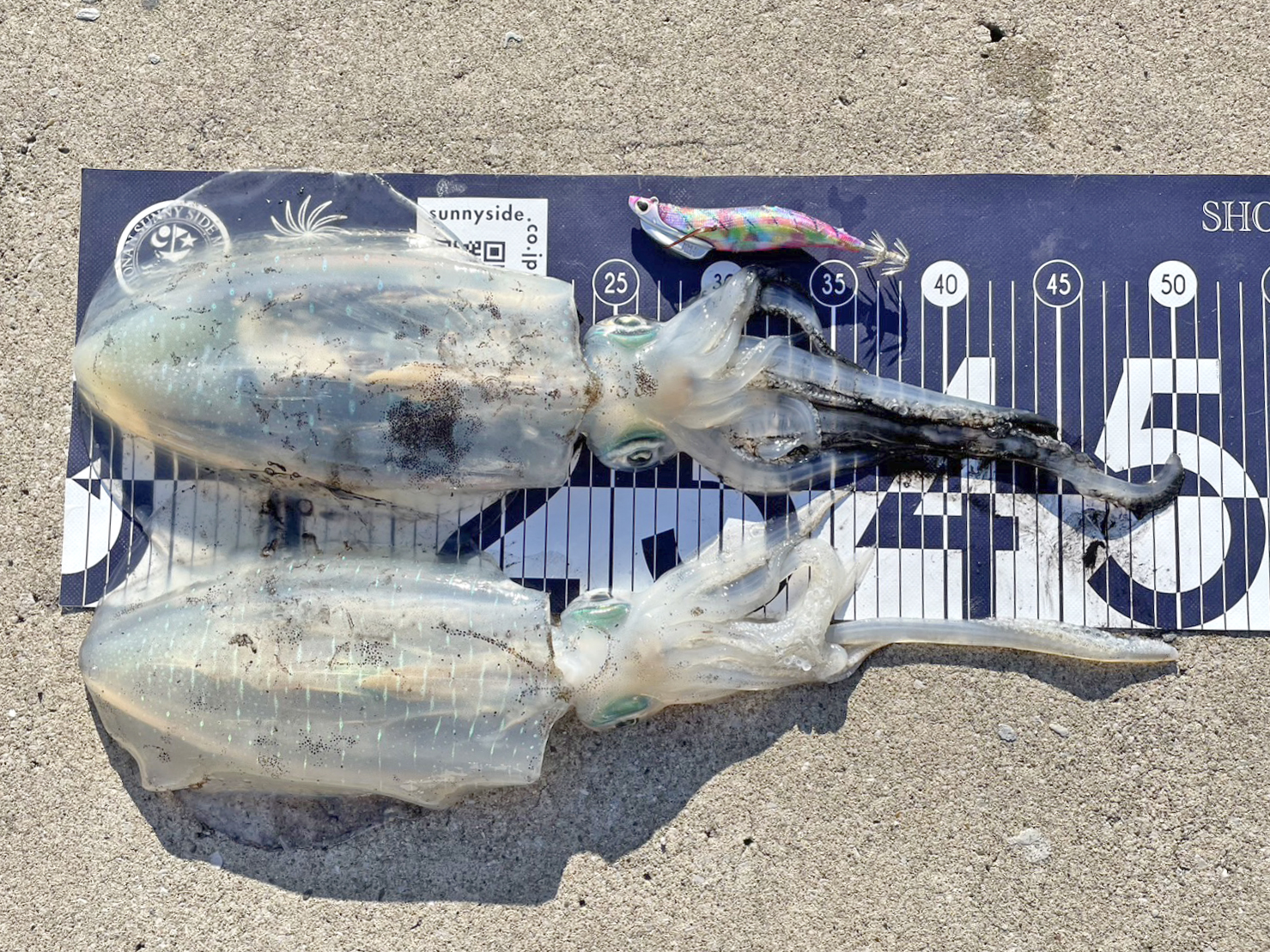 ✿アオリイカ✿