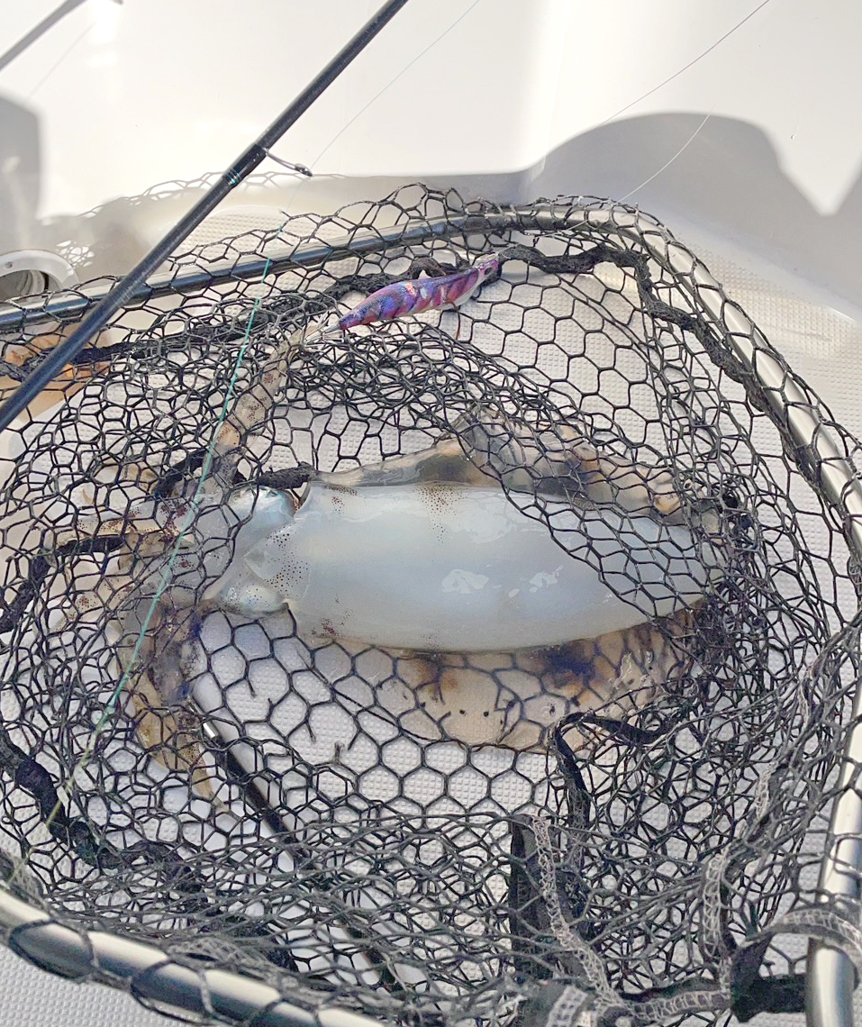 ✿アオリイカ✿