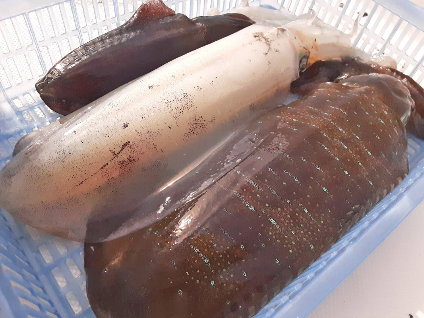 ✿アオリイカ✿