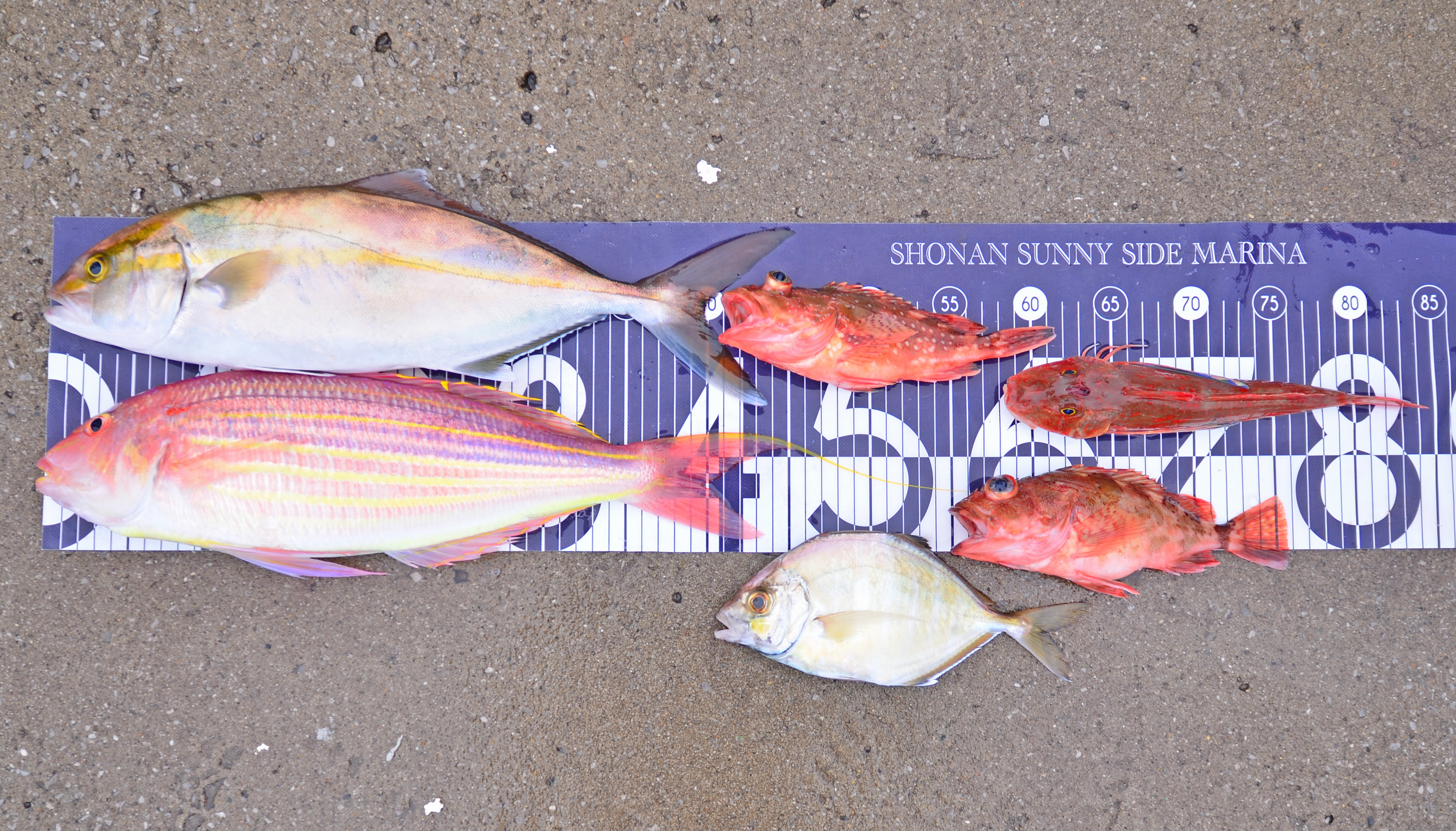 ✿イトヨリ・ショゴ・ホウボウ・カサゴ・カイワリ✿