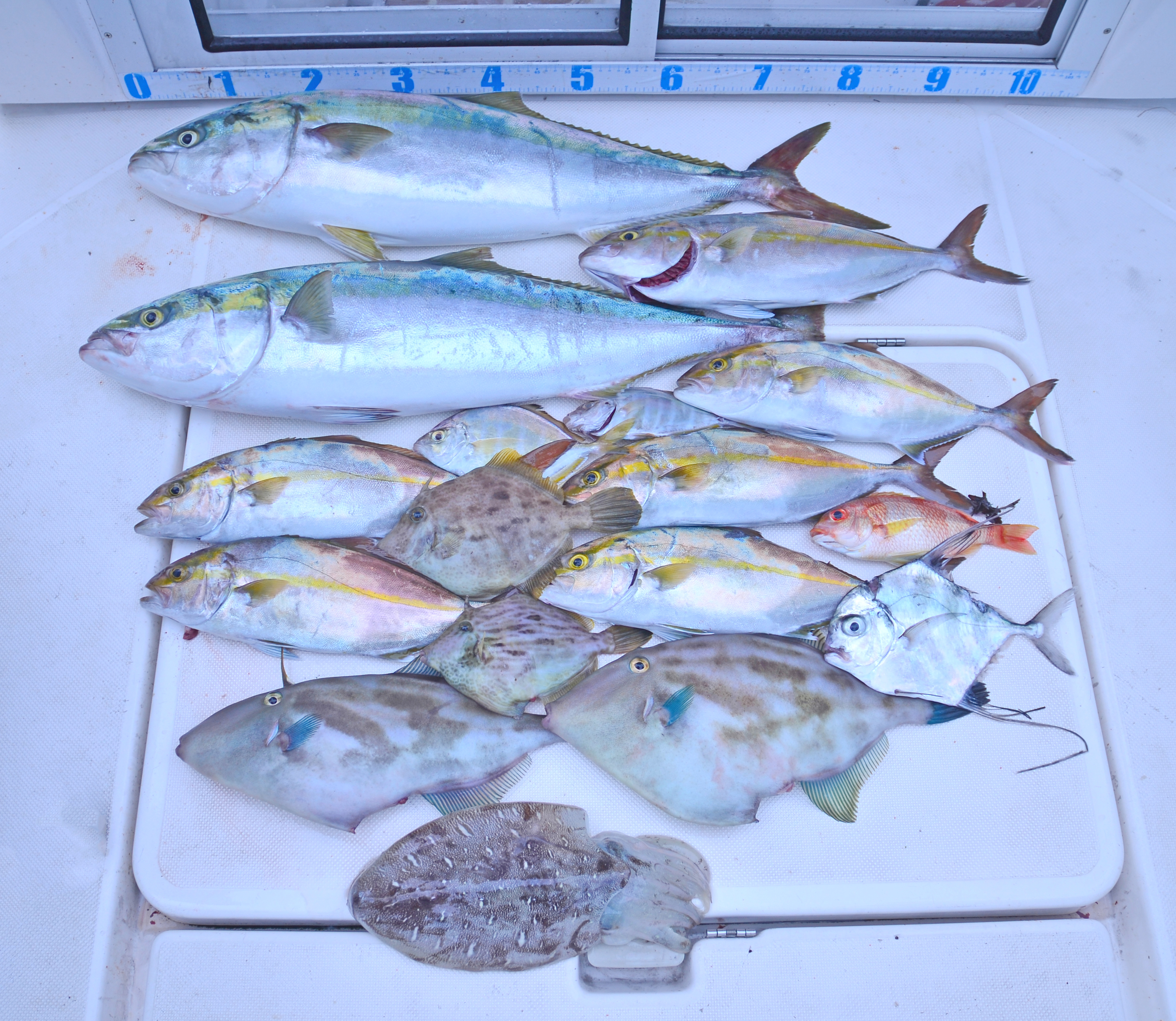 ✿ブリ・ショゴ・カワハギ・ウマヅラハギ・ カイワリ・イトヒキアジ・タマガシラ・モンゴウイカ ✿