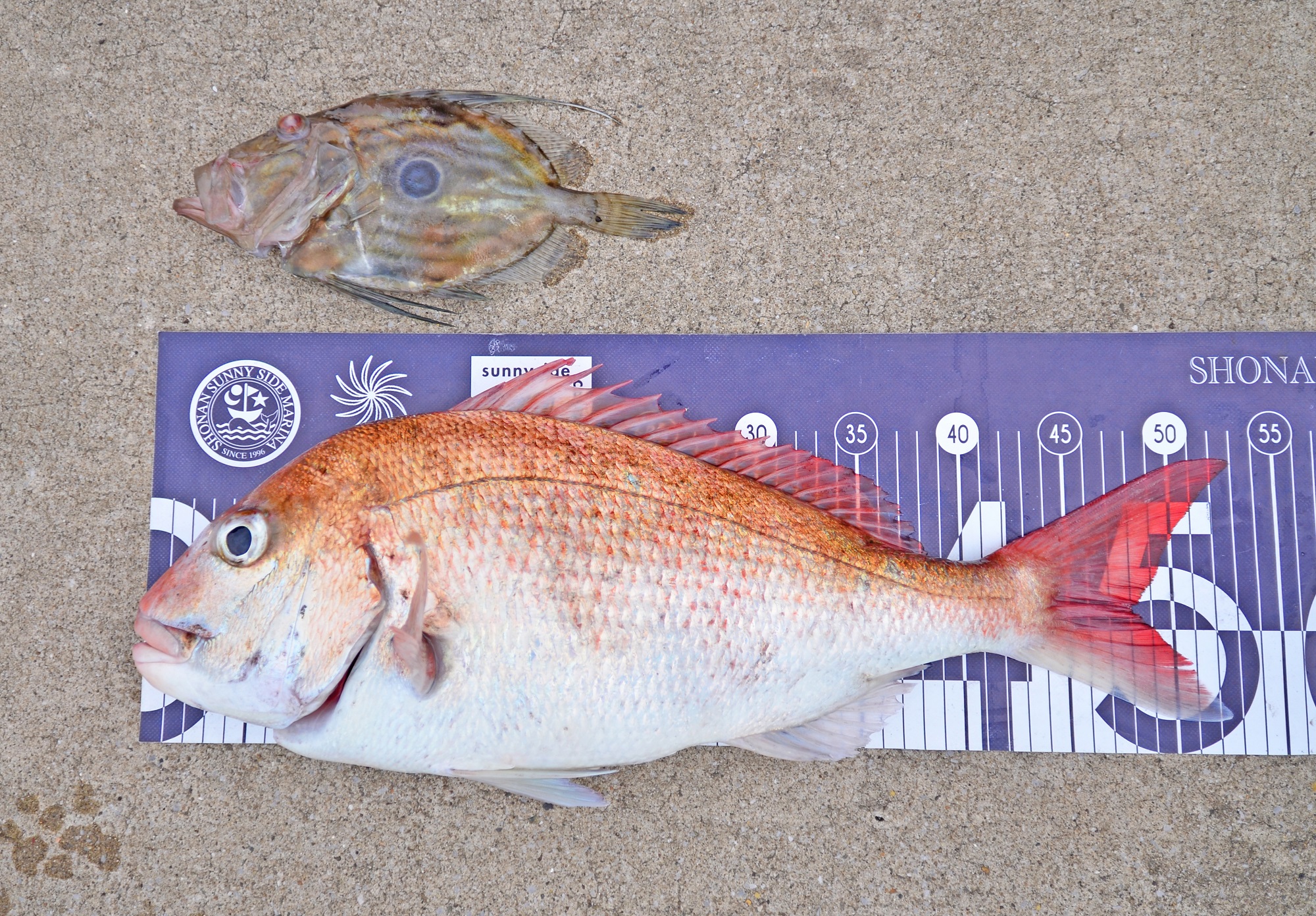 ✿マダイ・マトウダイ✿