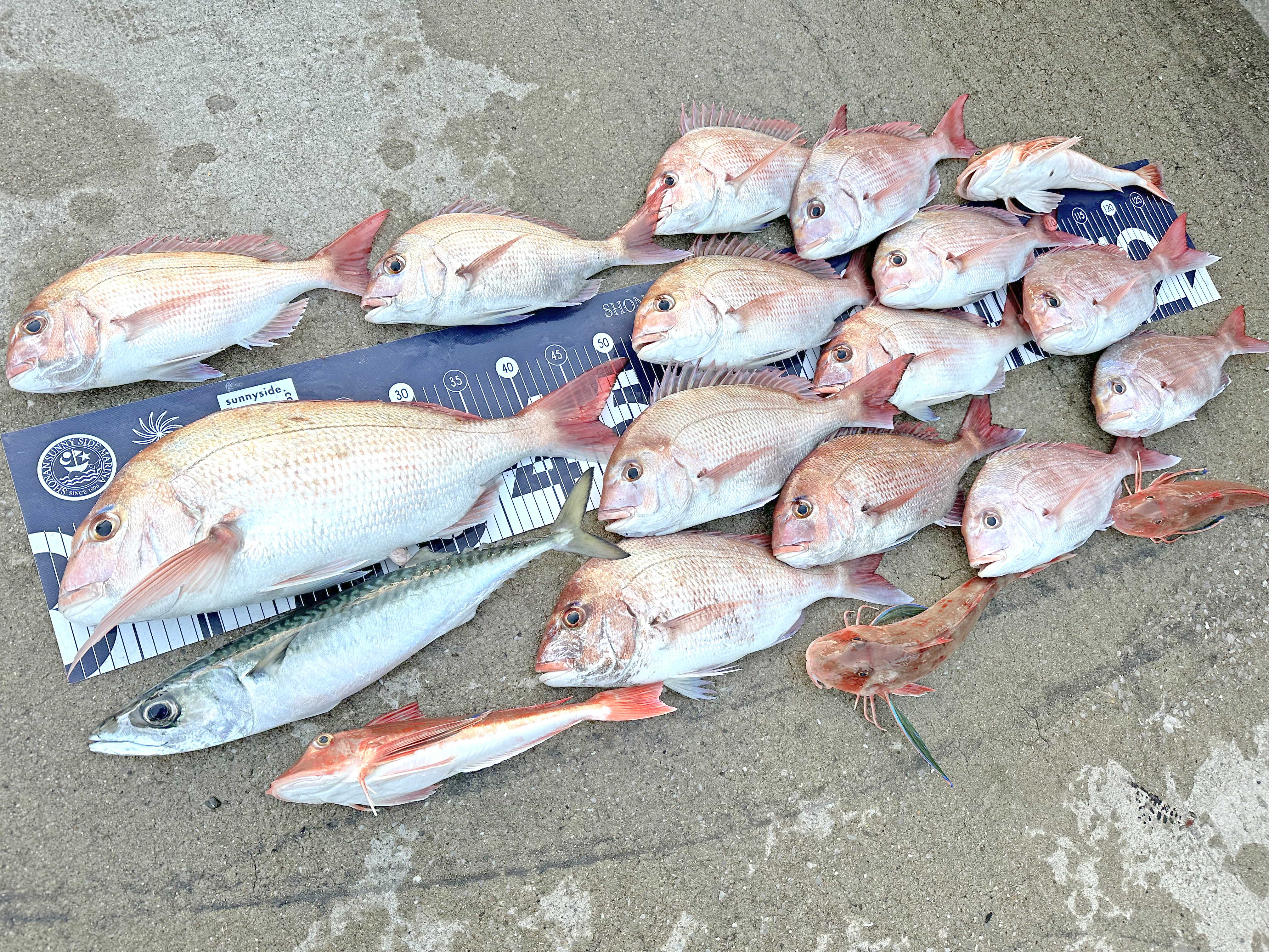 ✿マダイ・ホウボウ・サバ✿