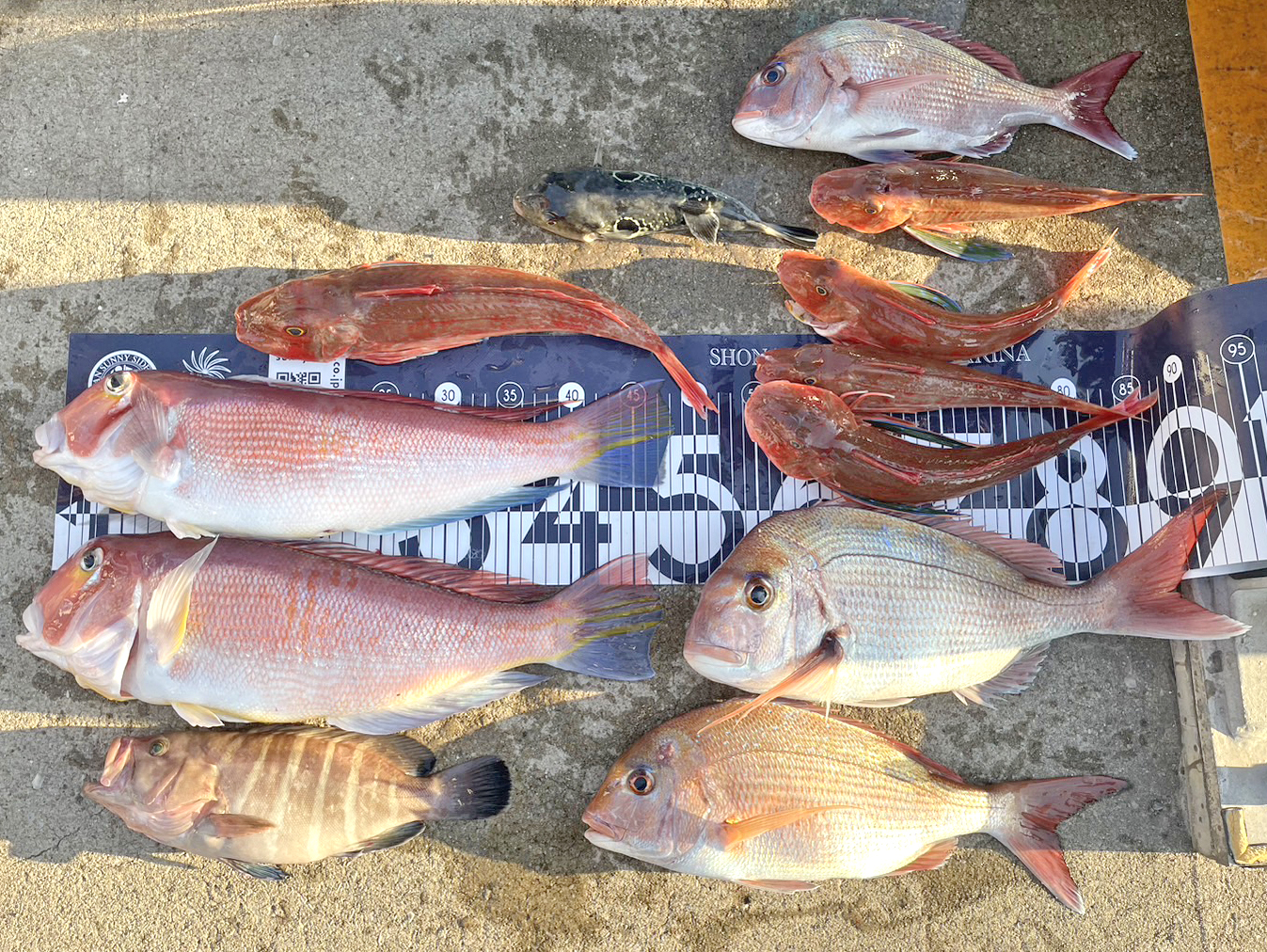 ✿アマダイ・トラフグ・ホウボウ・マダイ・マハタ✿