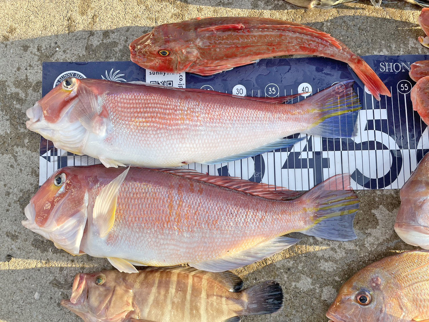 ✿アマダイ・トラフグ・ホウボウ・マダイ・マハタ✿