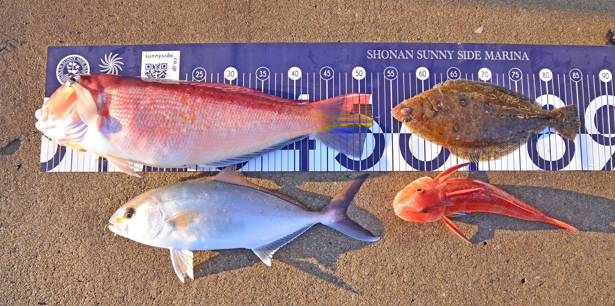 ✿アマダイ・ショゴ・カレイ・カナガシラ✿