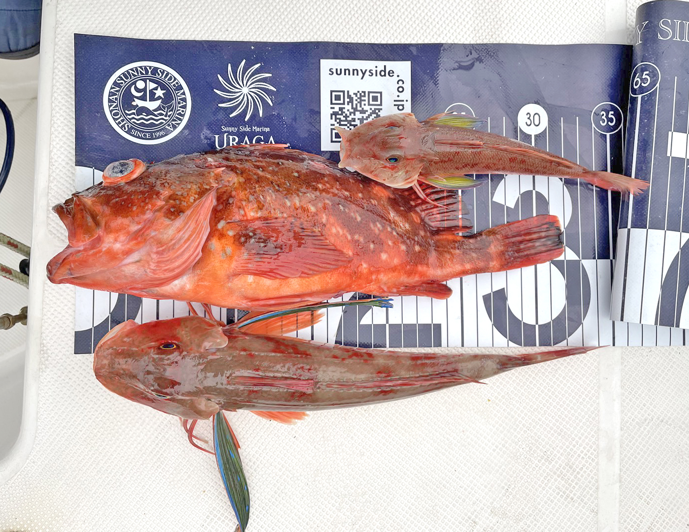 ✿ウッカリカサゴ✿