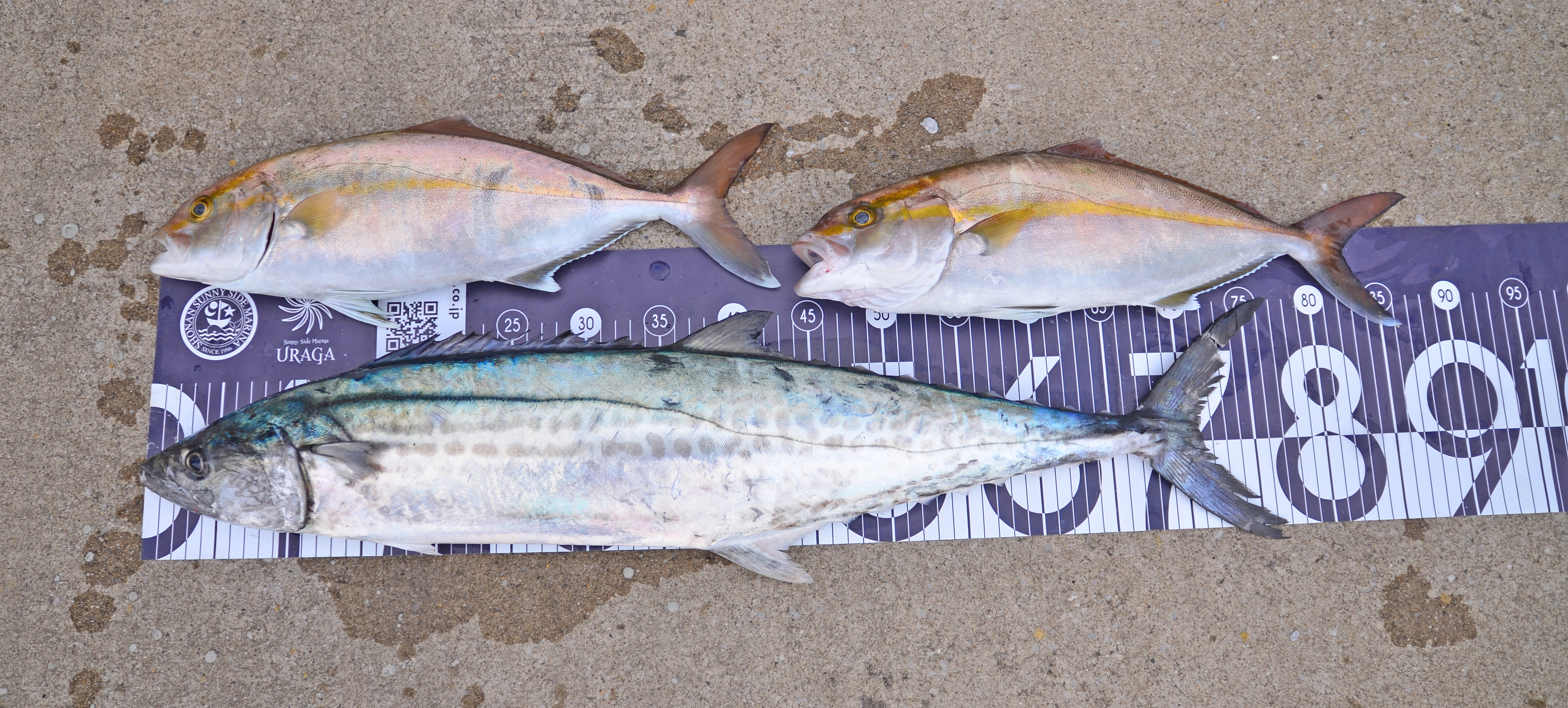 ✿サワラ・ショゴ✿